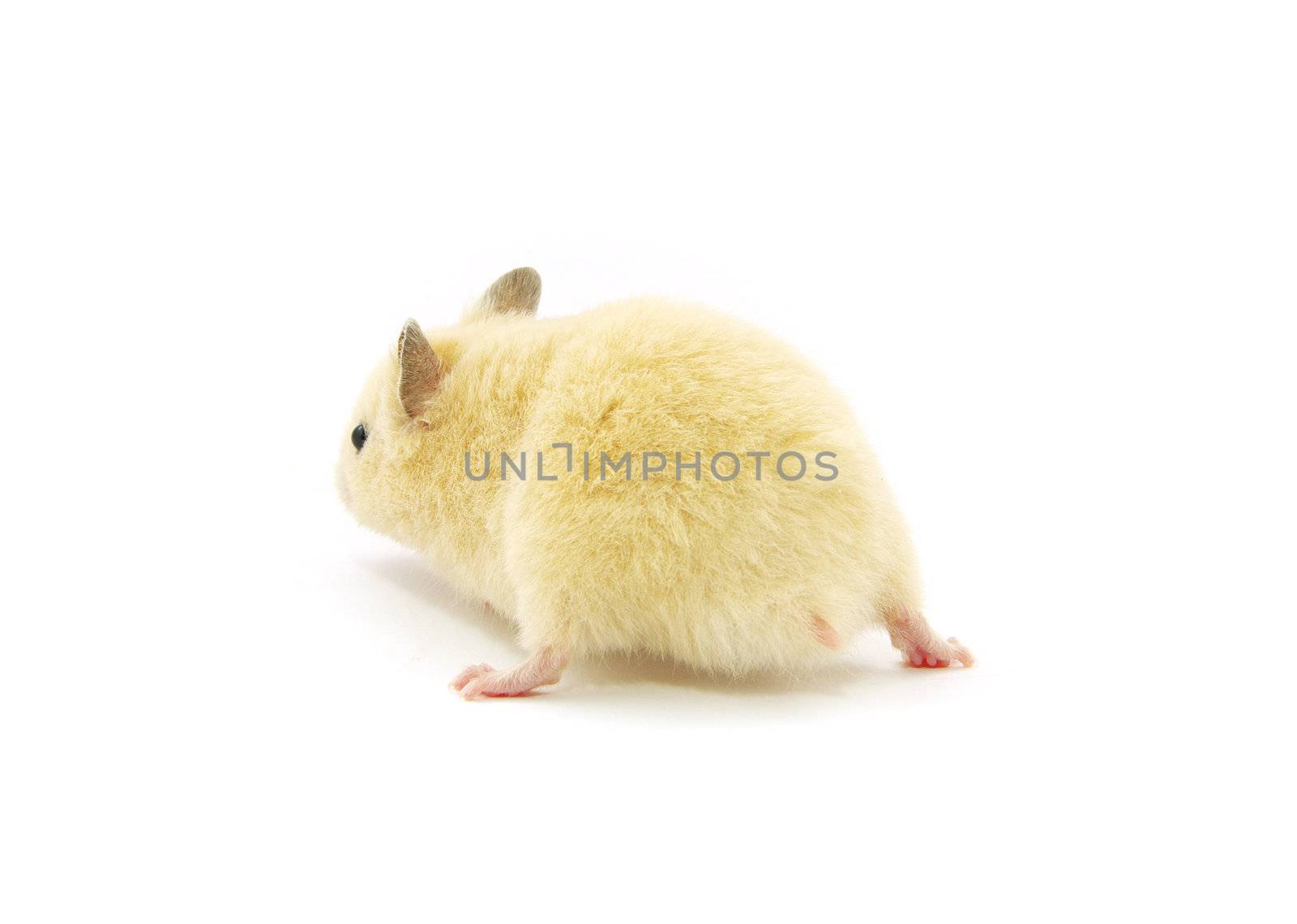 Hamster in front of a white background