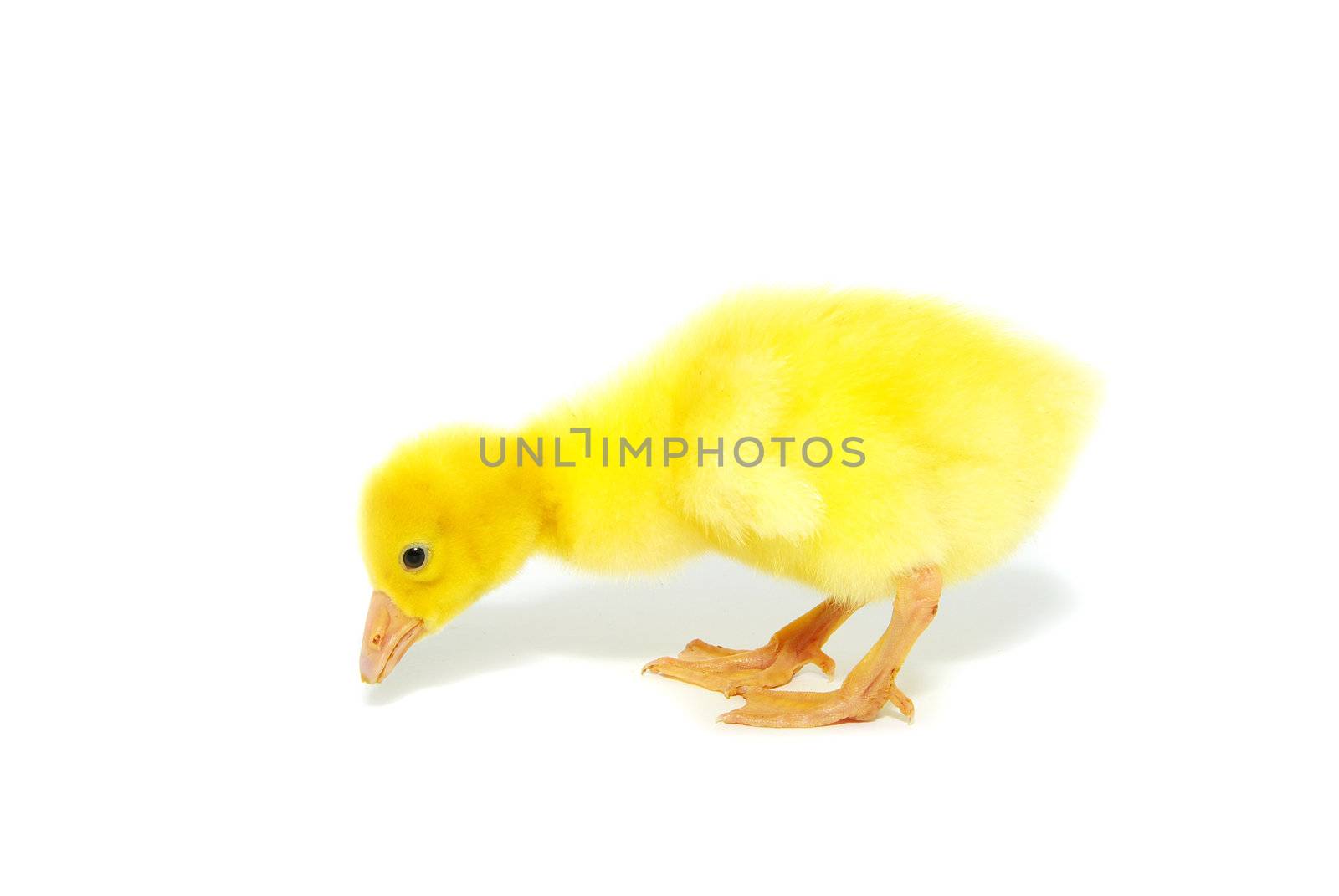 cute gosling isolated on a white