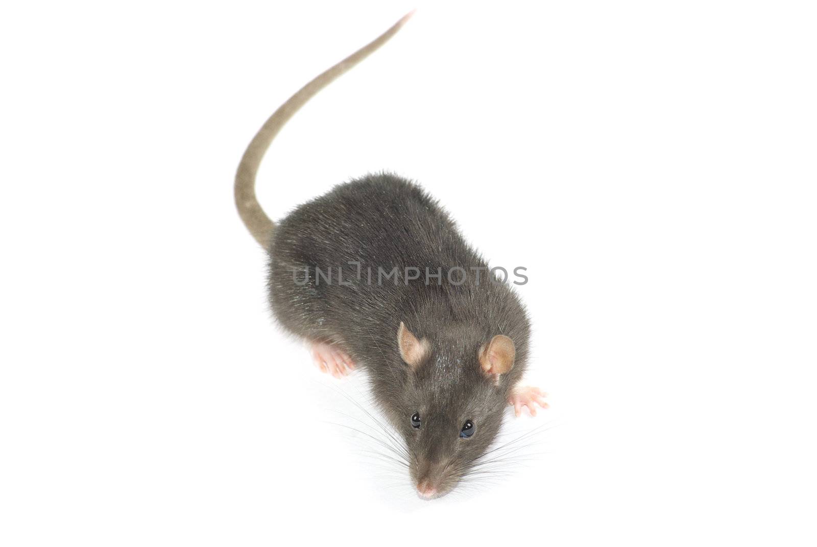  rat  isolated on white background