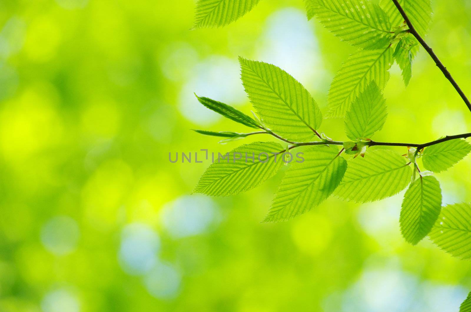 spring green leaves background in a sunny day