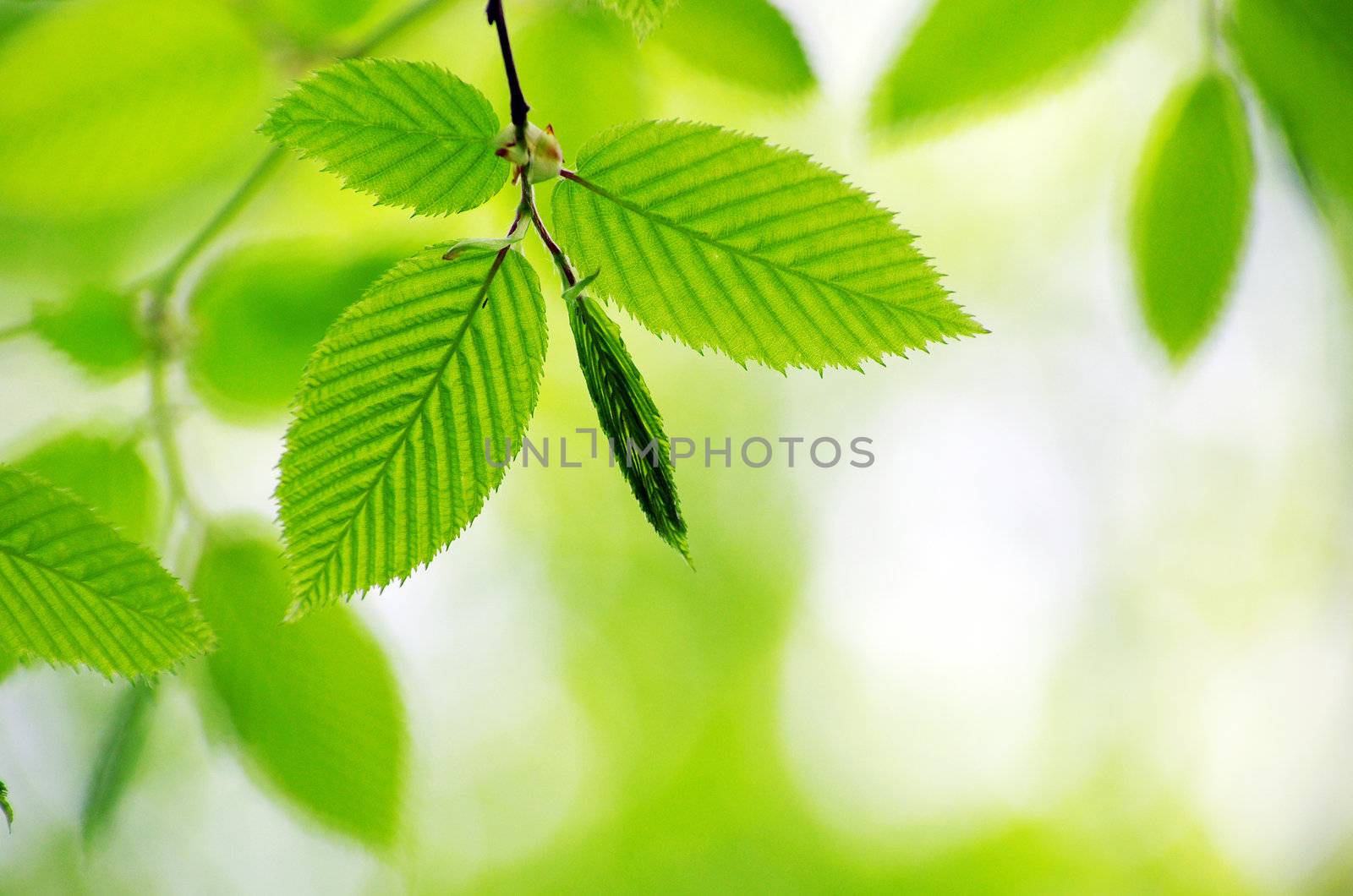 spring green leaves background in a sunny day