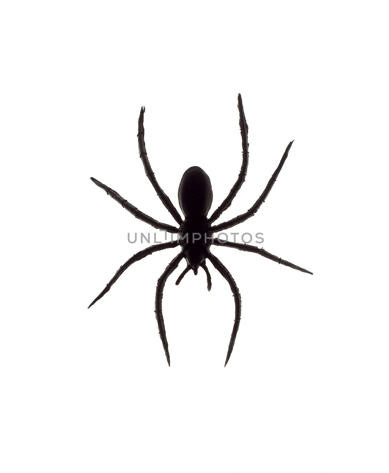 Toy Spider isolated on white background