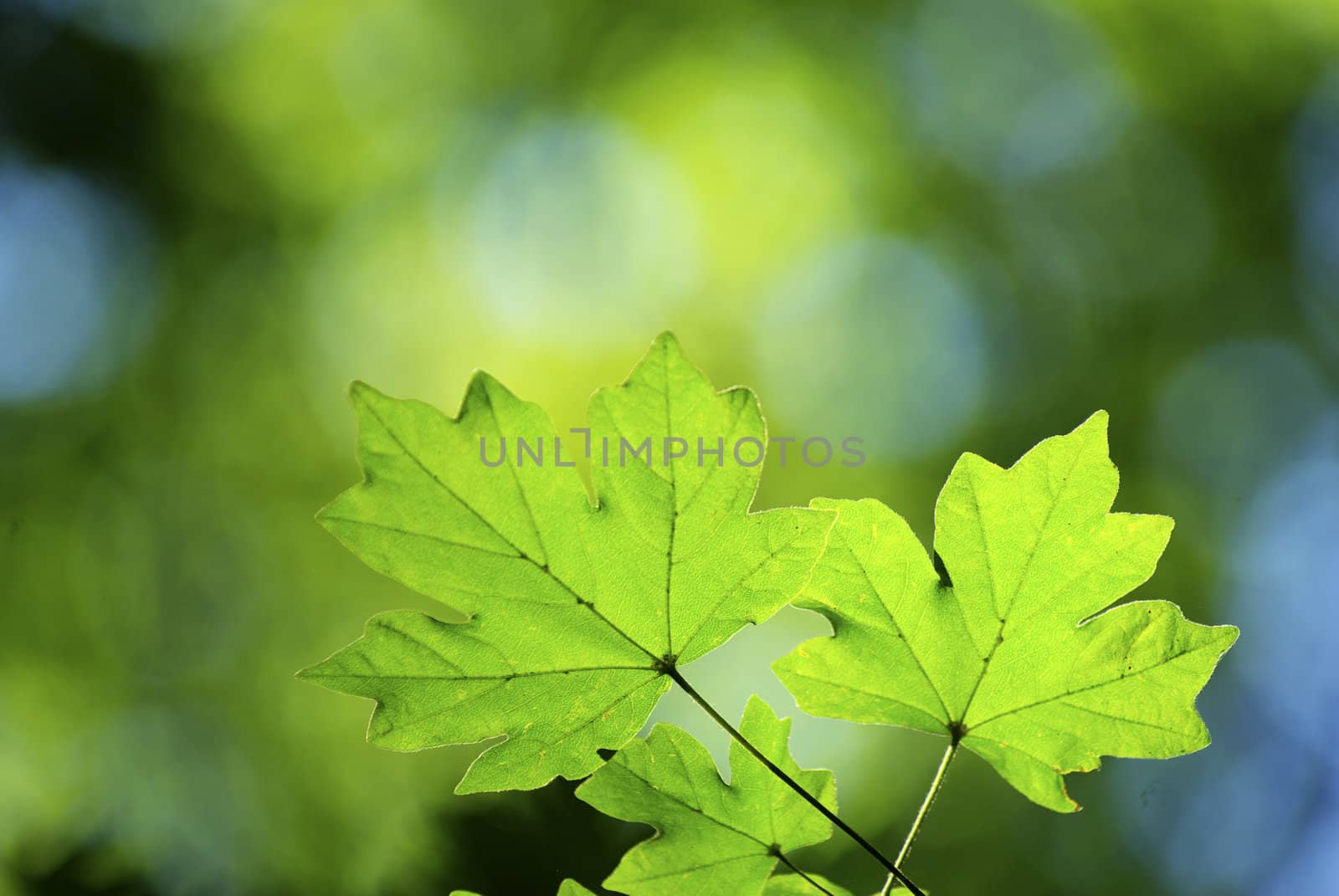 green leaves background in a sunny day