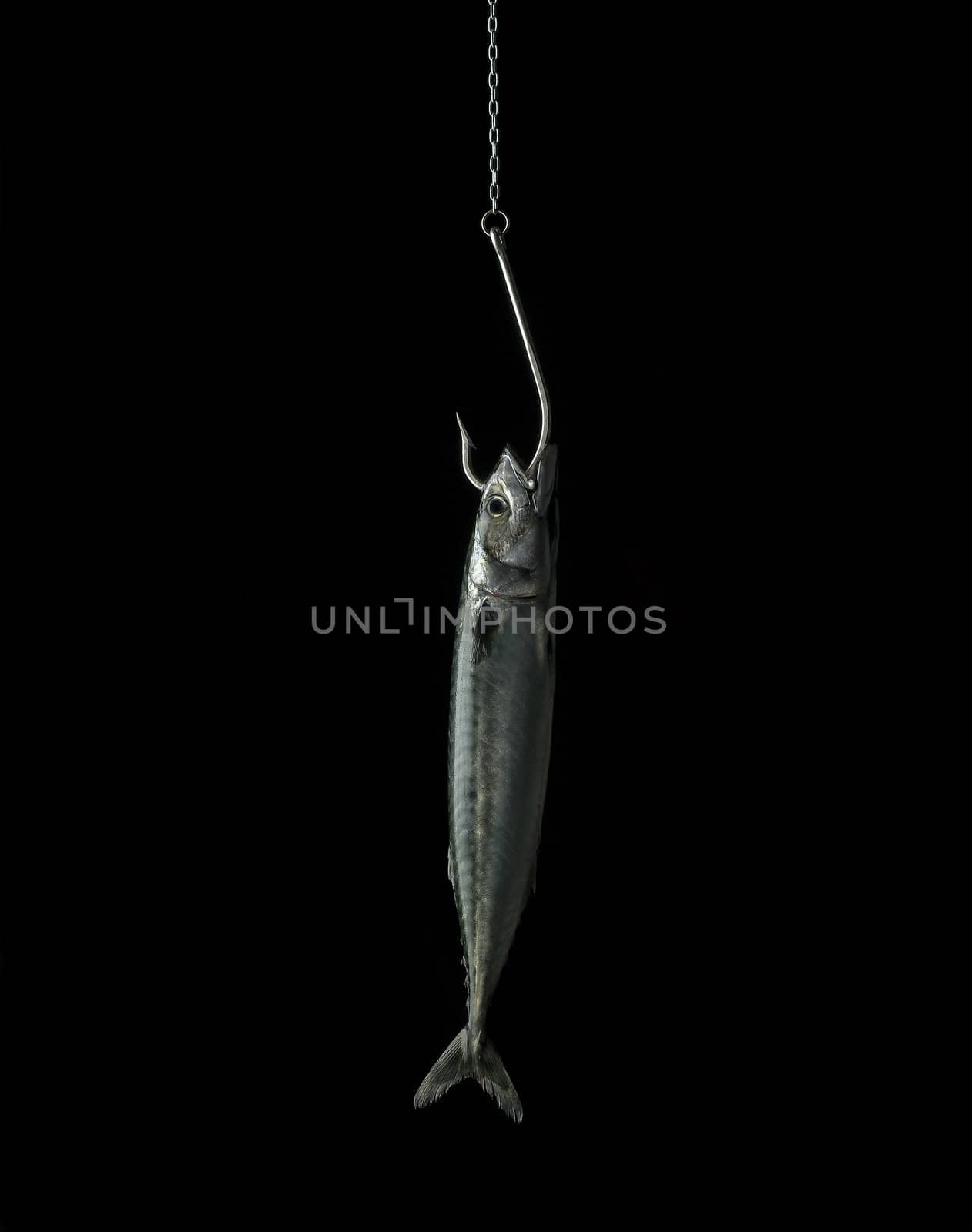 Hooked fish on black background