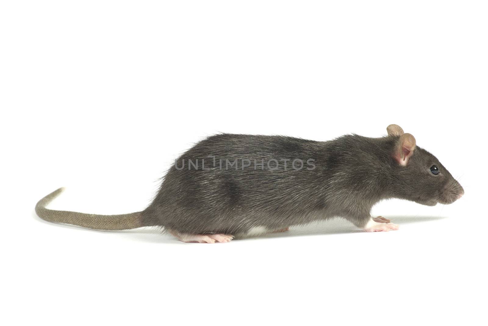 funny rat  isolated on white background