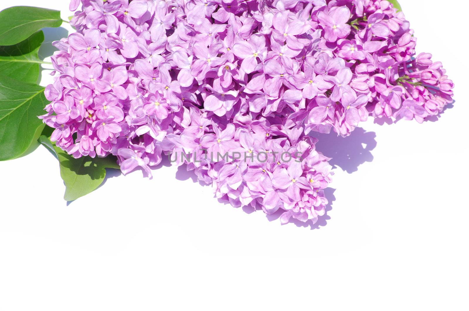 lilac flower isolated on white background