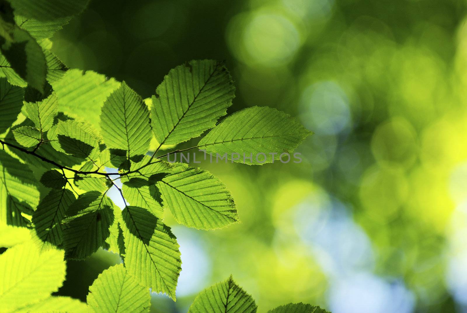 spring green leaves background in a sunny day