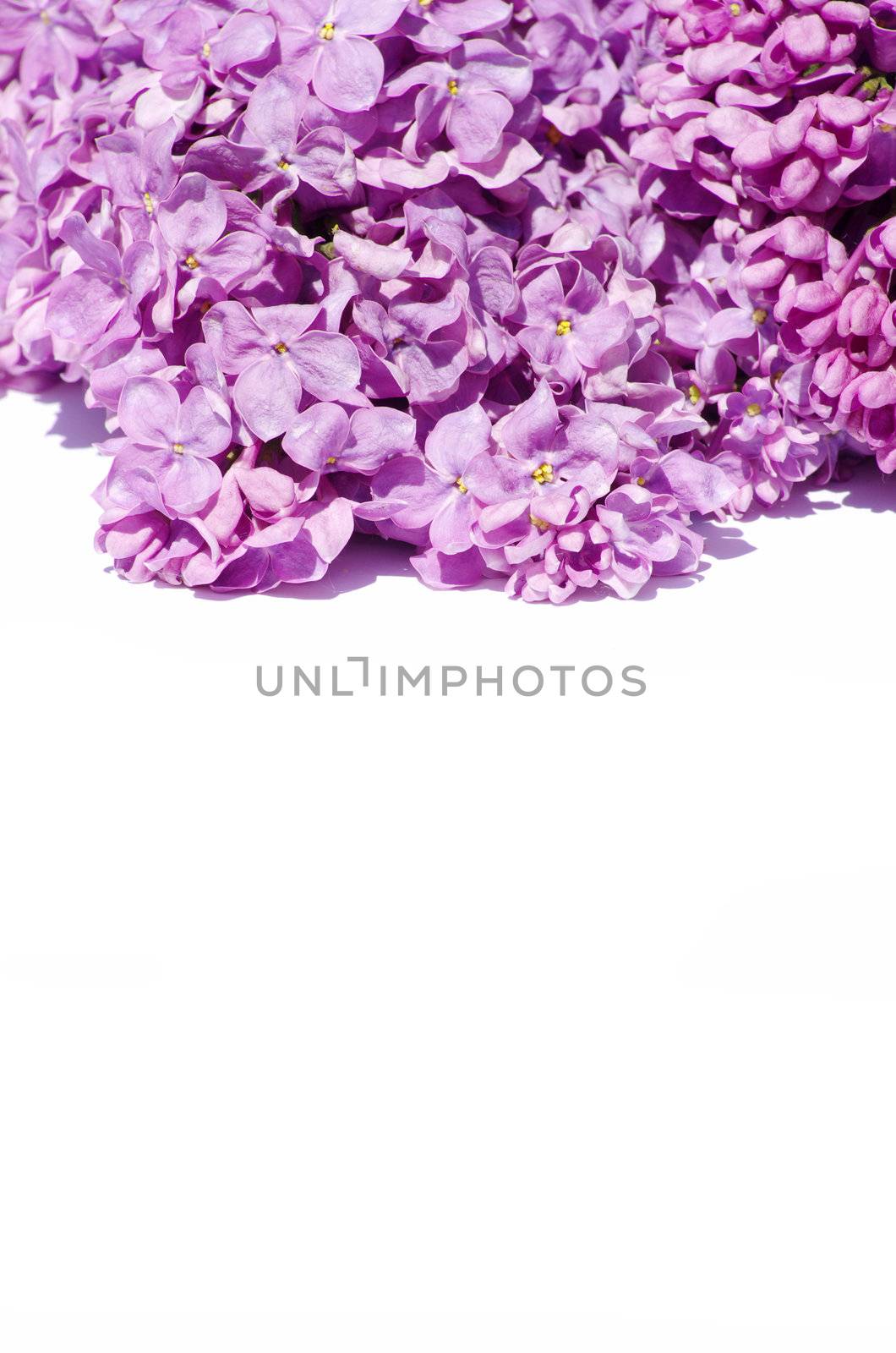 lilac flower isolated on white background