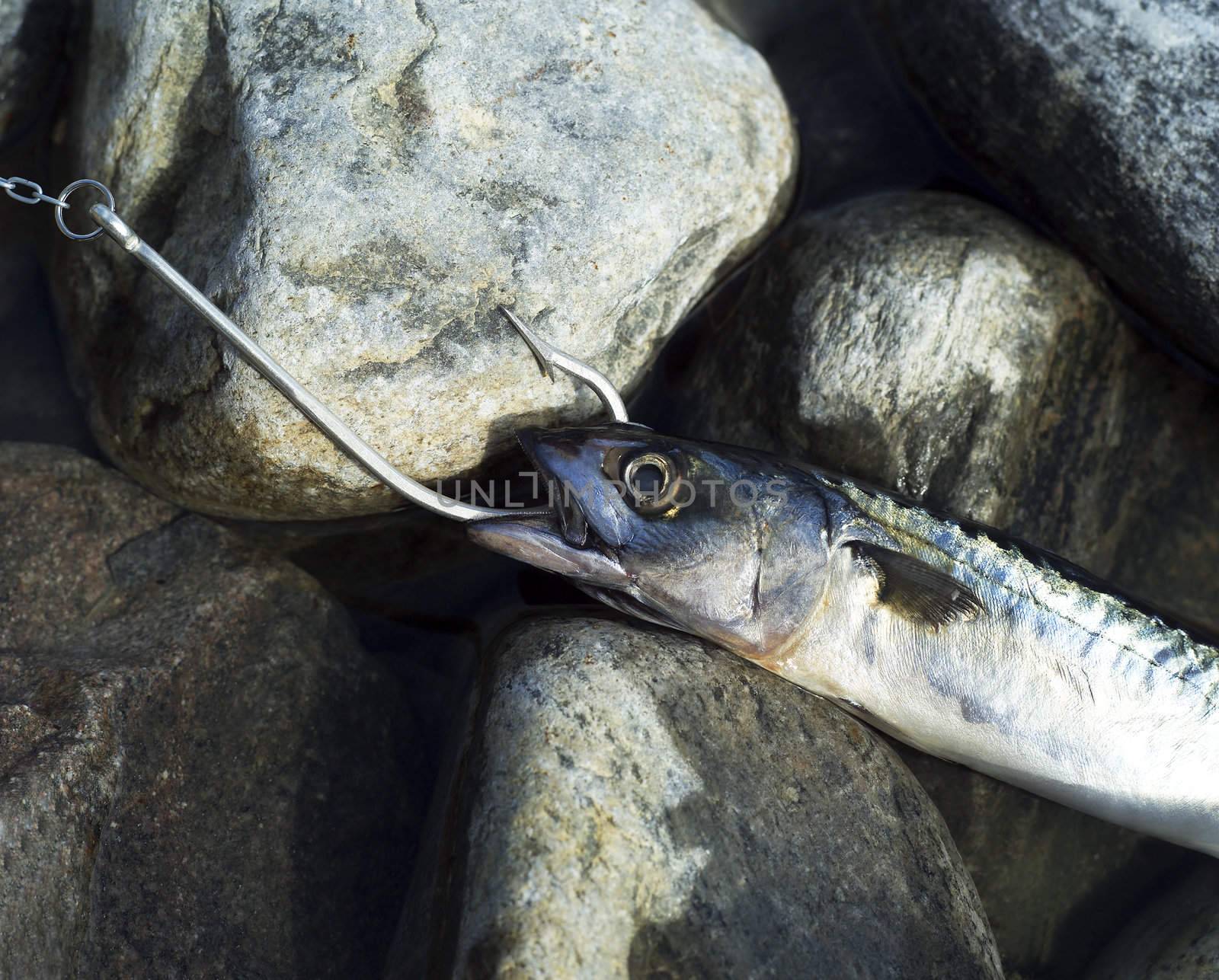 Hooked Fish on stone background