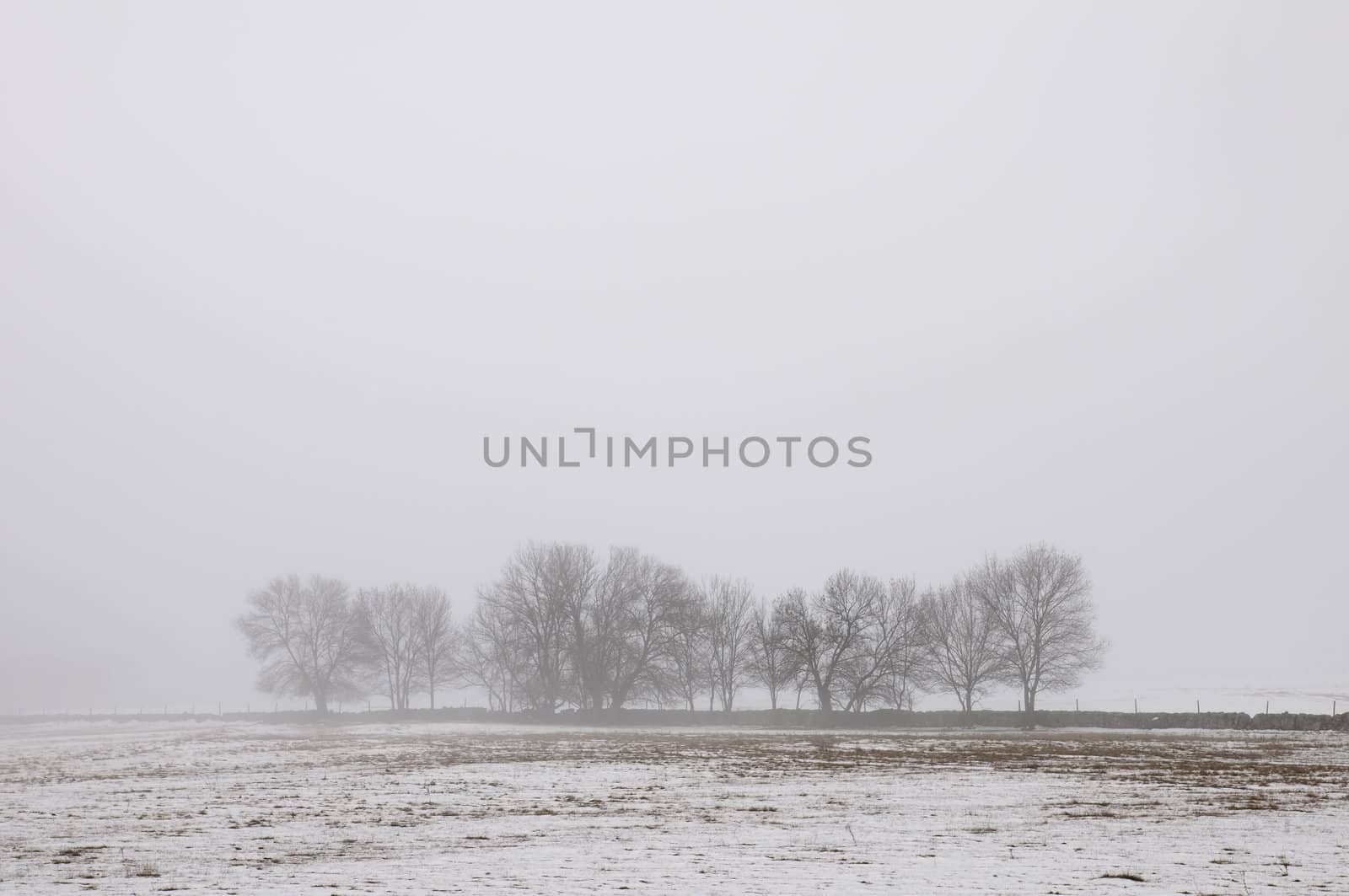 winter landscape of snowy forest