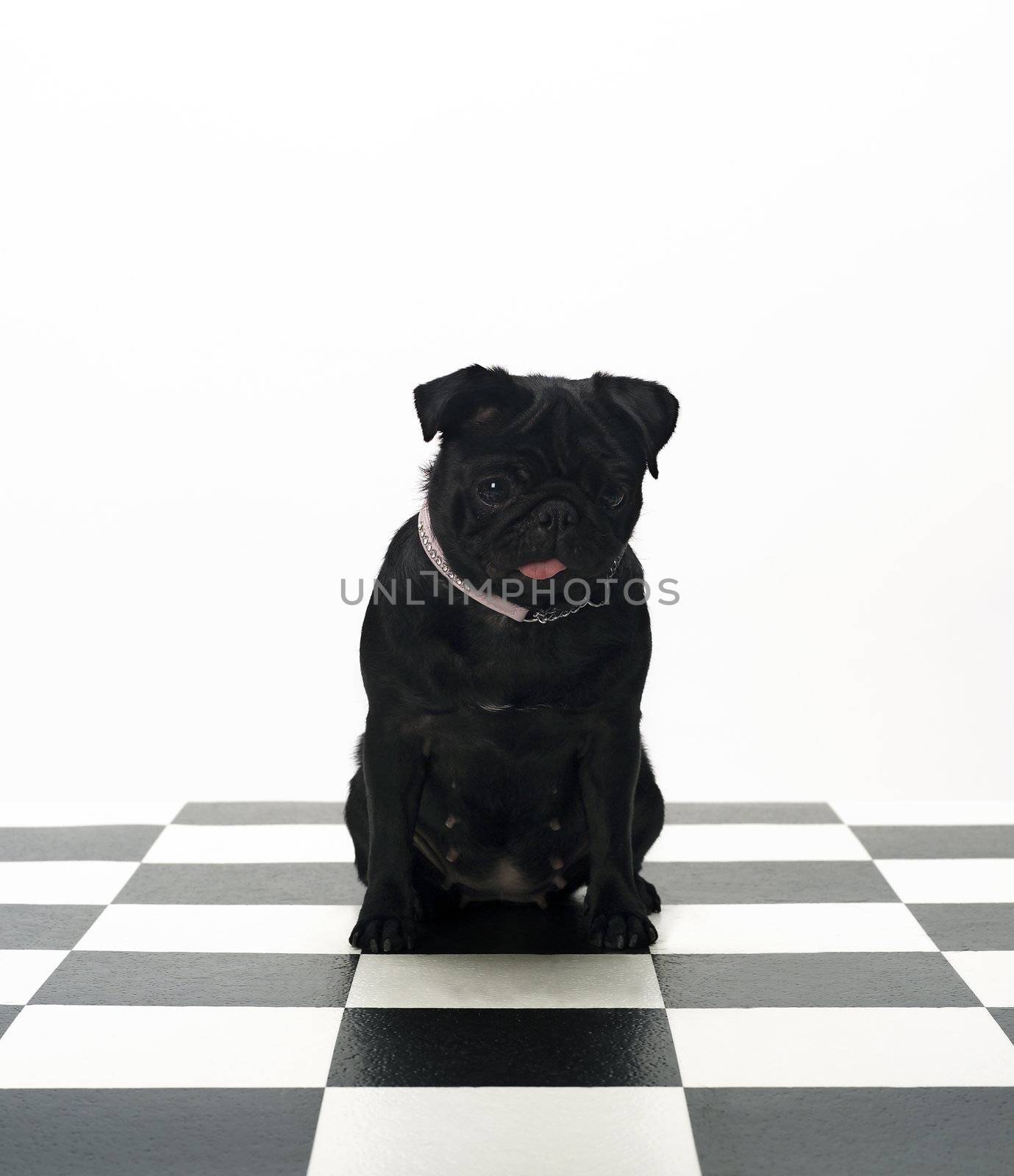 Portrait of a French Bulldog