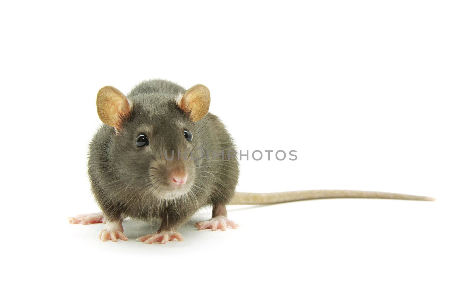 funny rat  isolated on white background