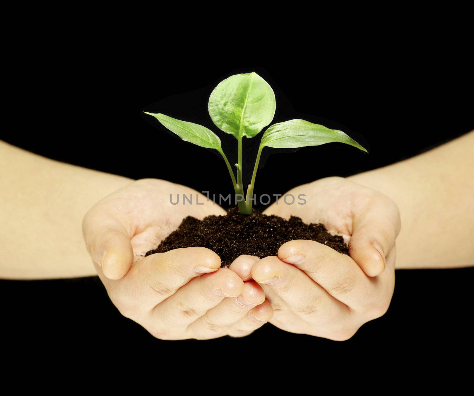 plant is in hands isolated on black