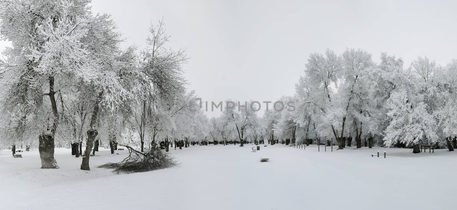 winter landscape of snowy forest