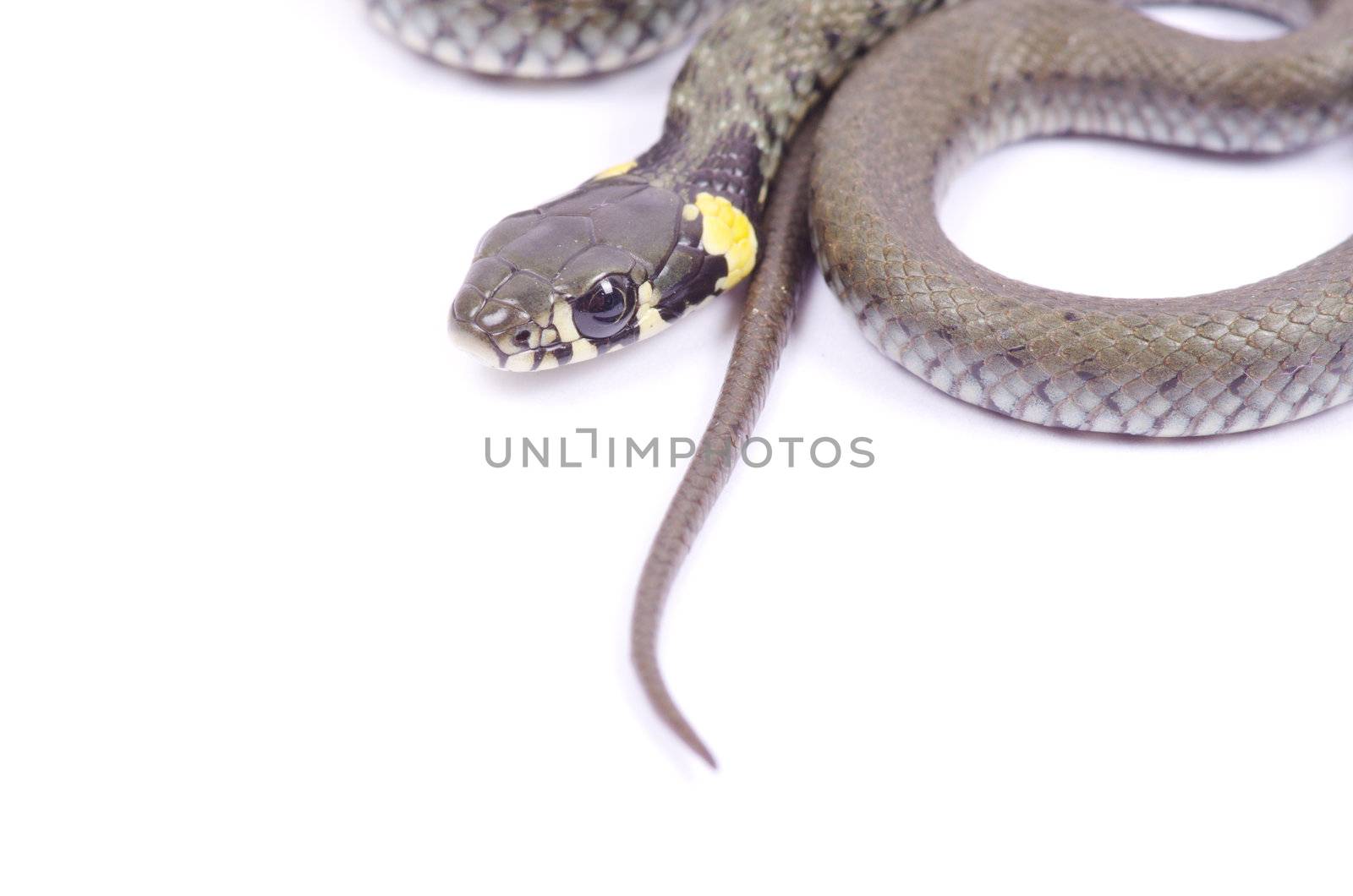 snake isolated on white background