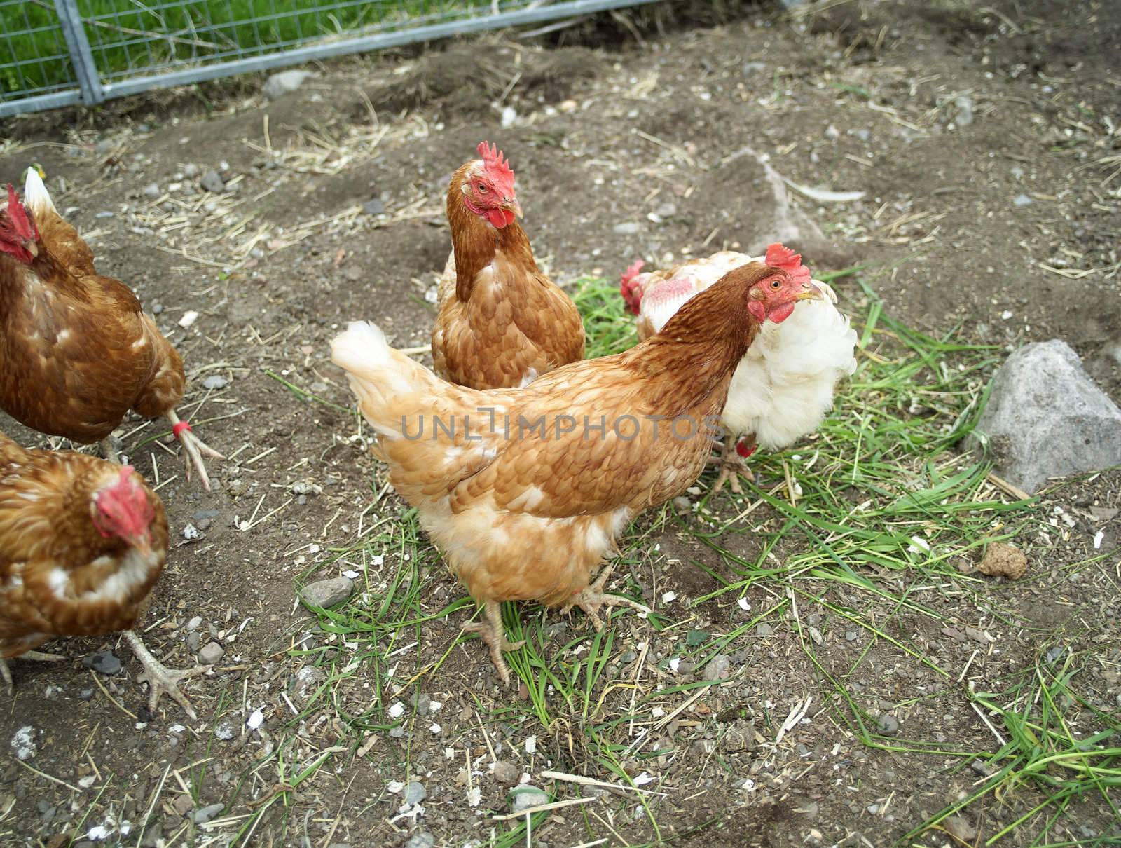 Agriculture Farm with Poultrys