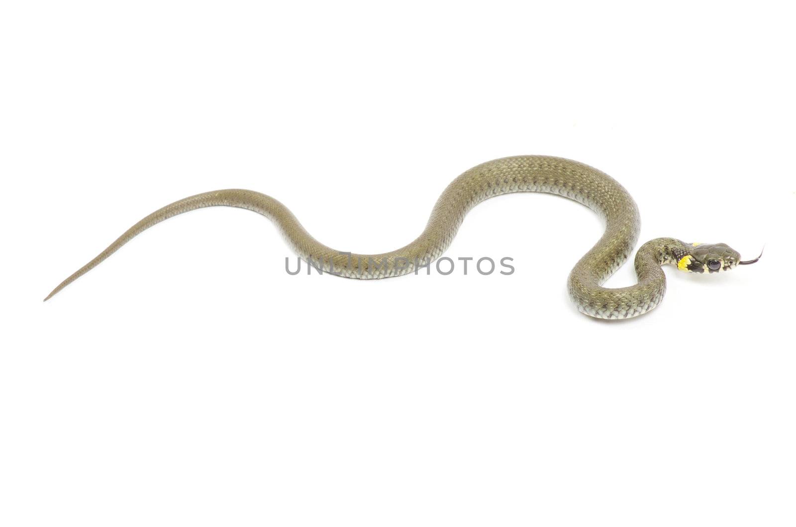 snake isolated on white background