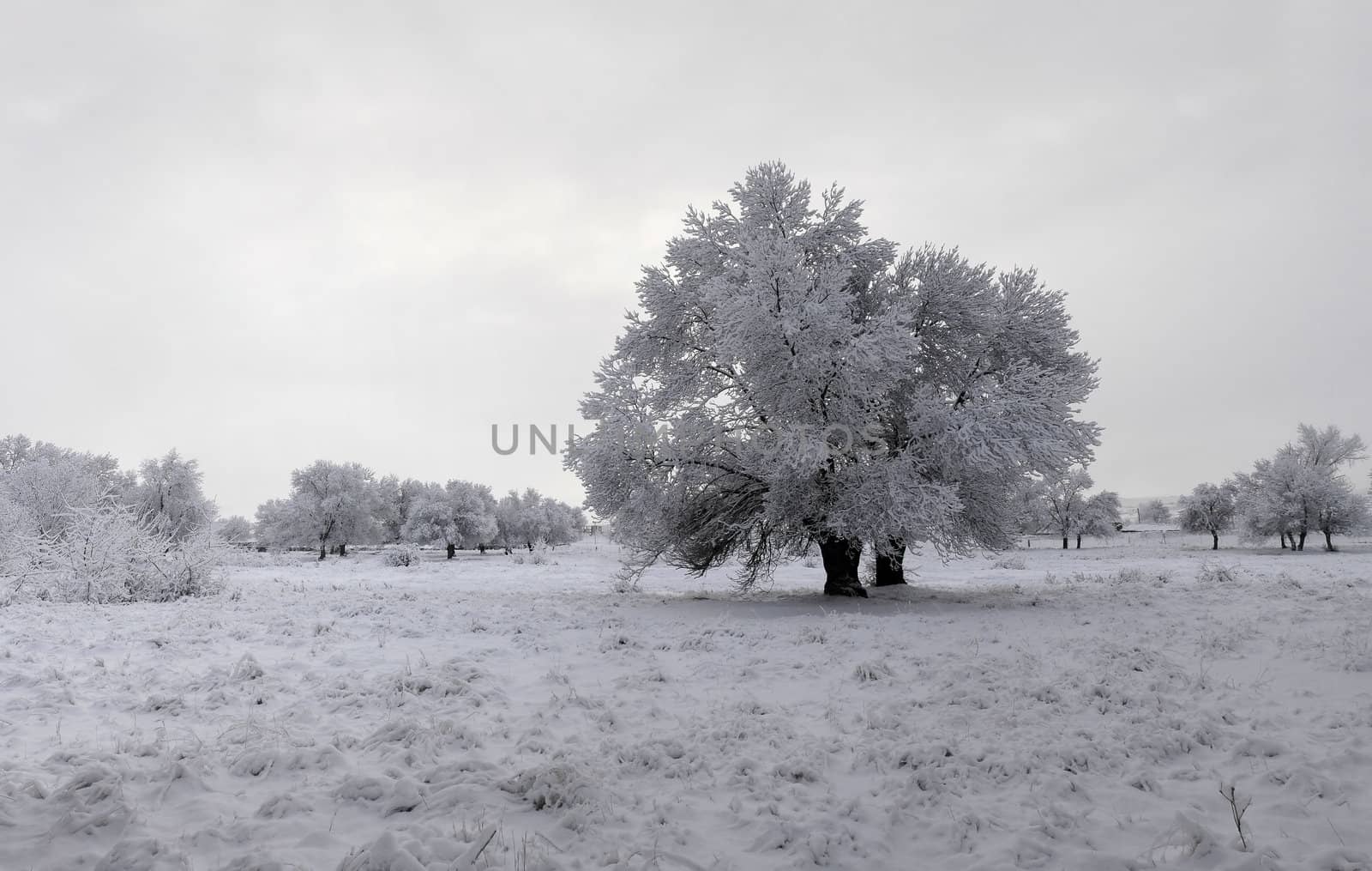 winter landscape of snowy forest