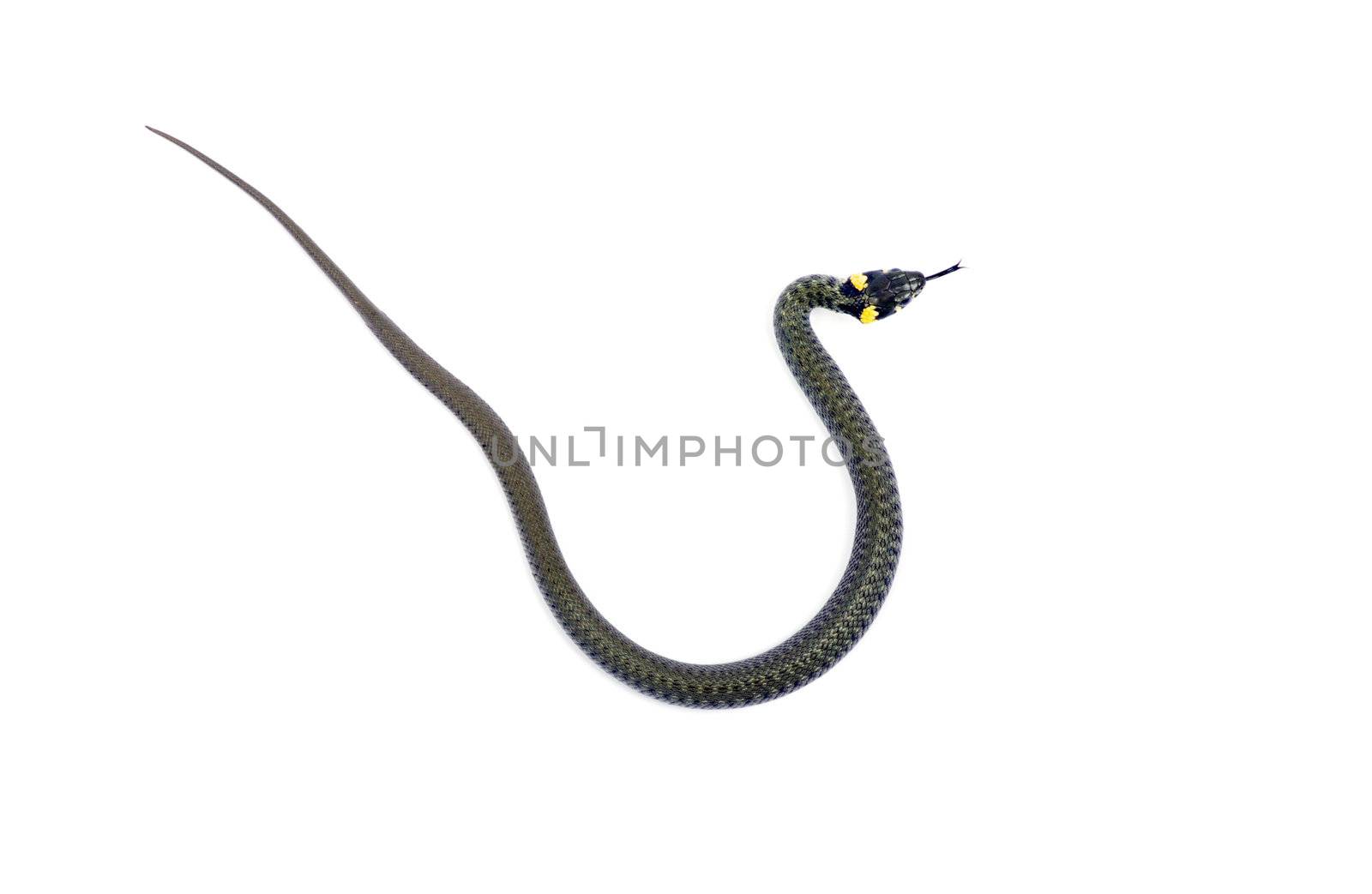 snake isolated on white background