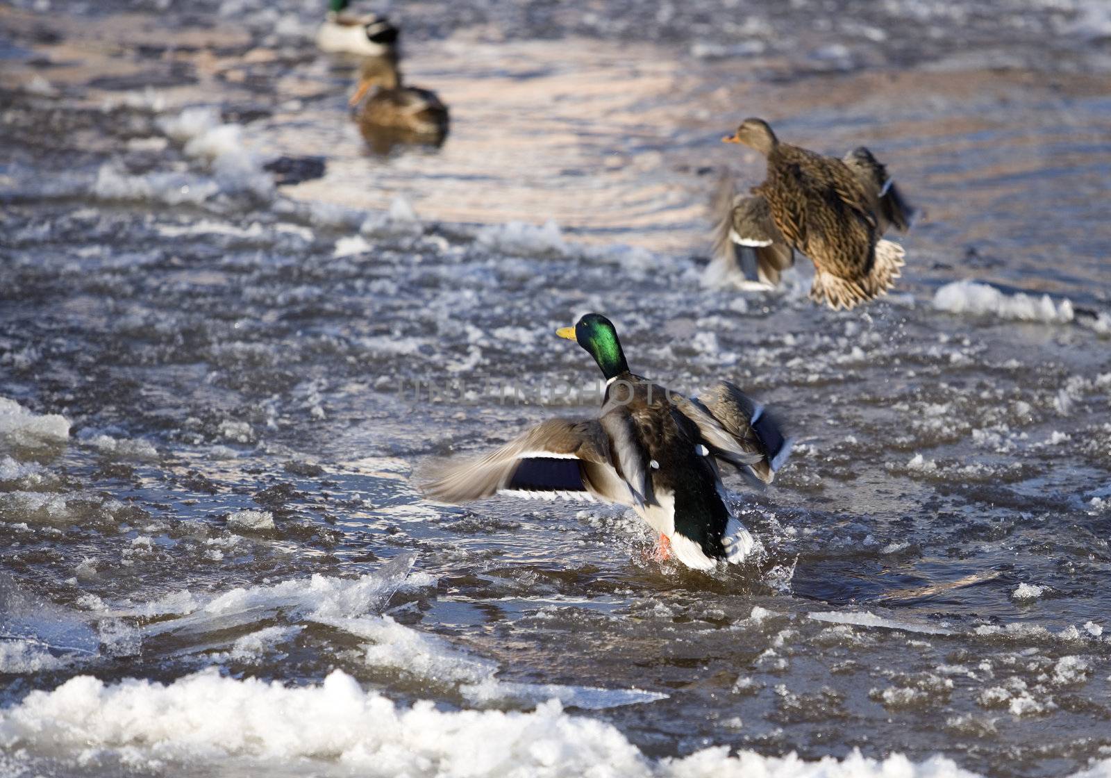 Flying Ducks in winter environment