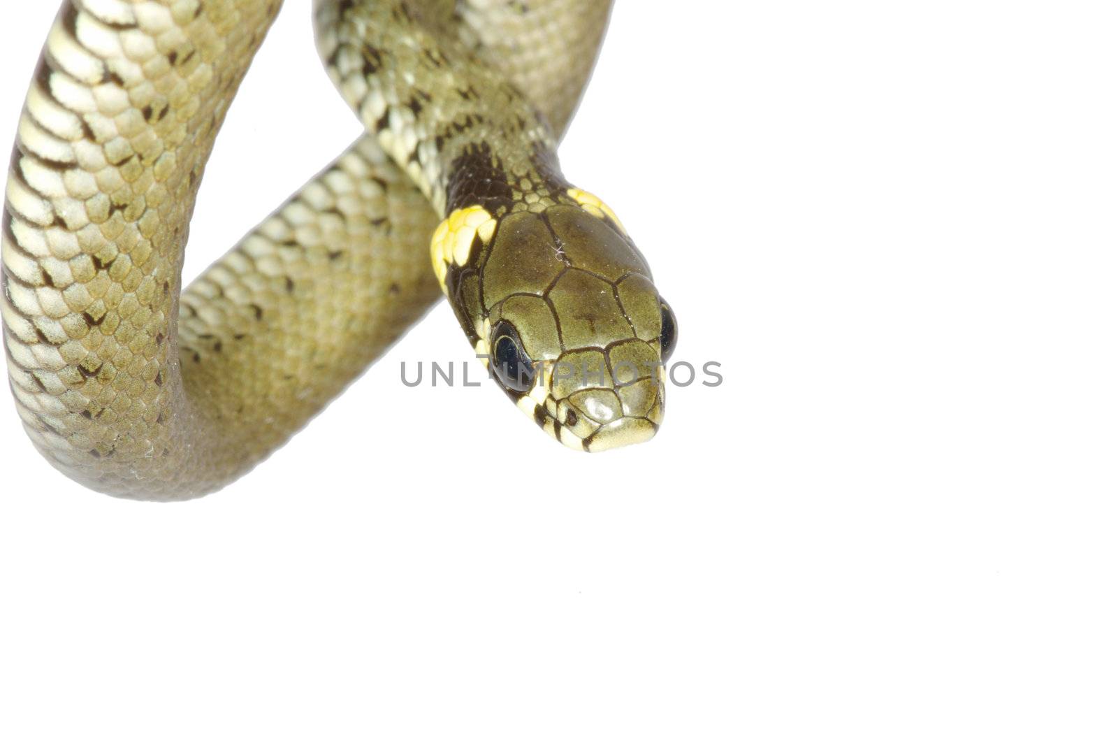 snake isolated on white background