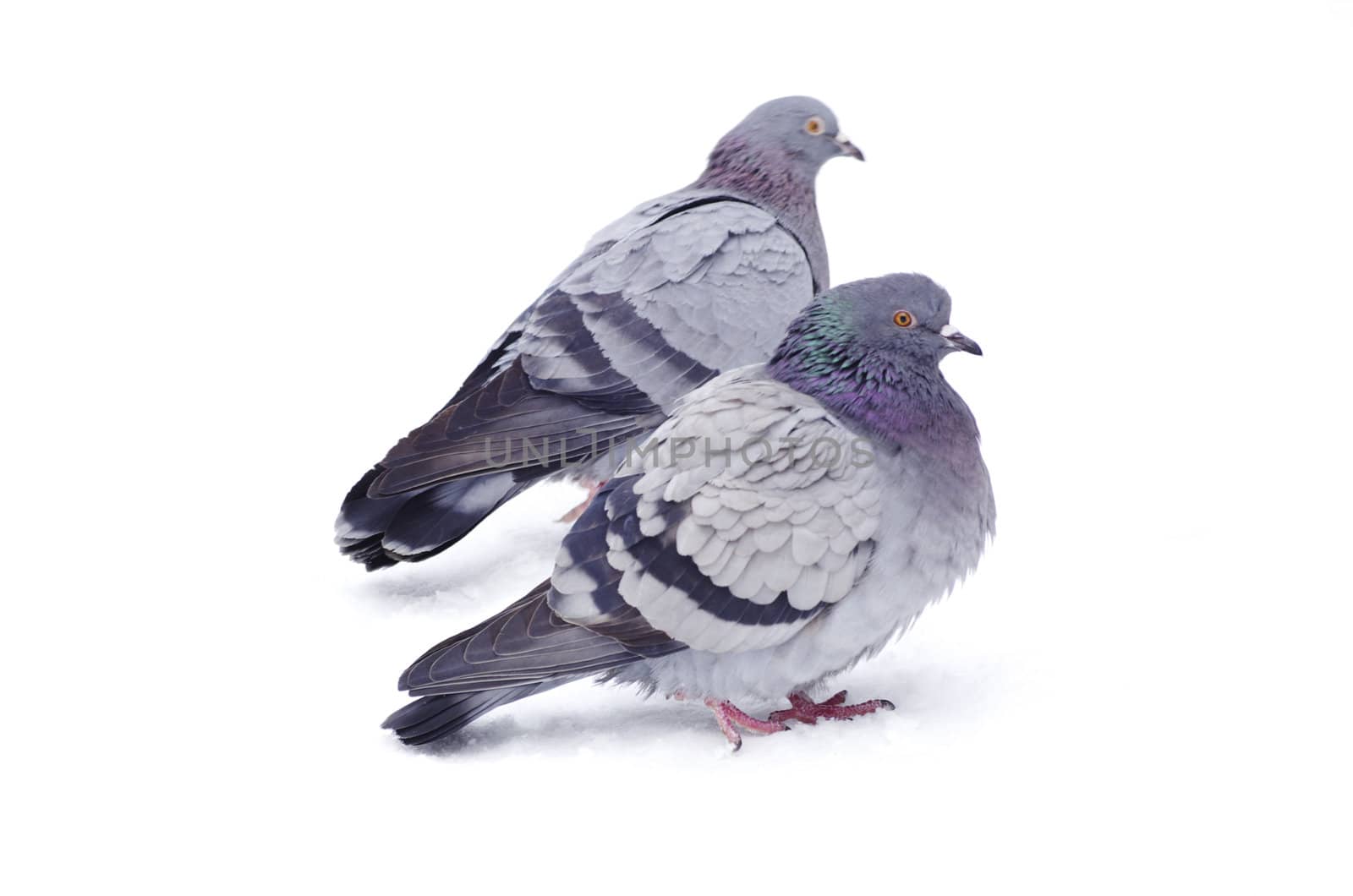  pigeons isolated on white background