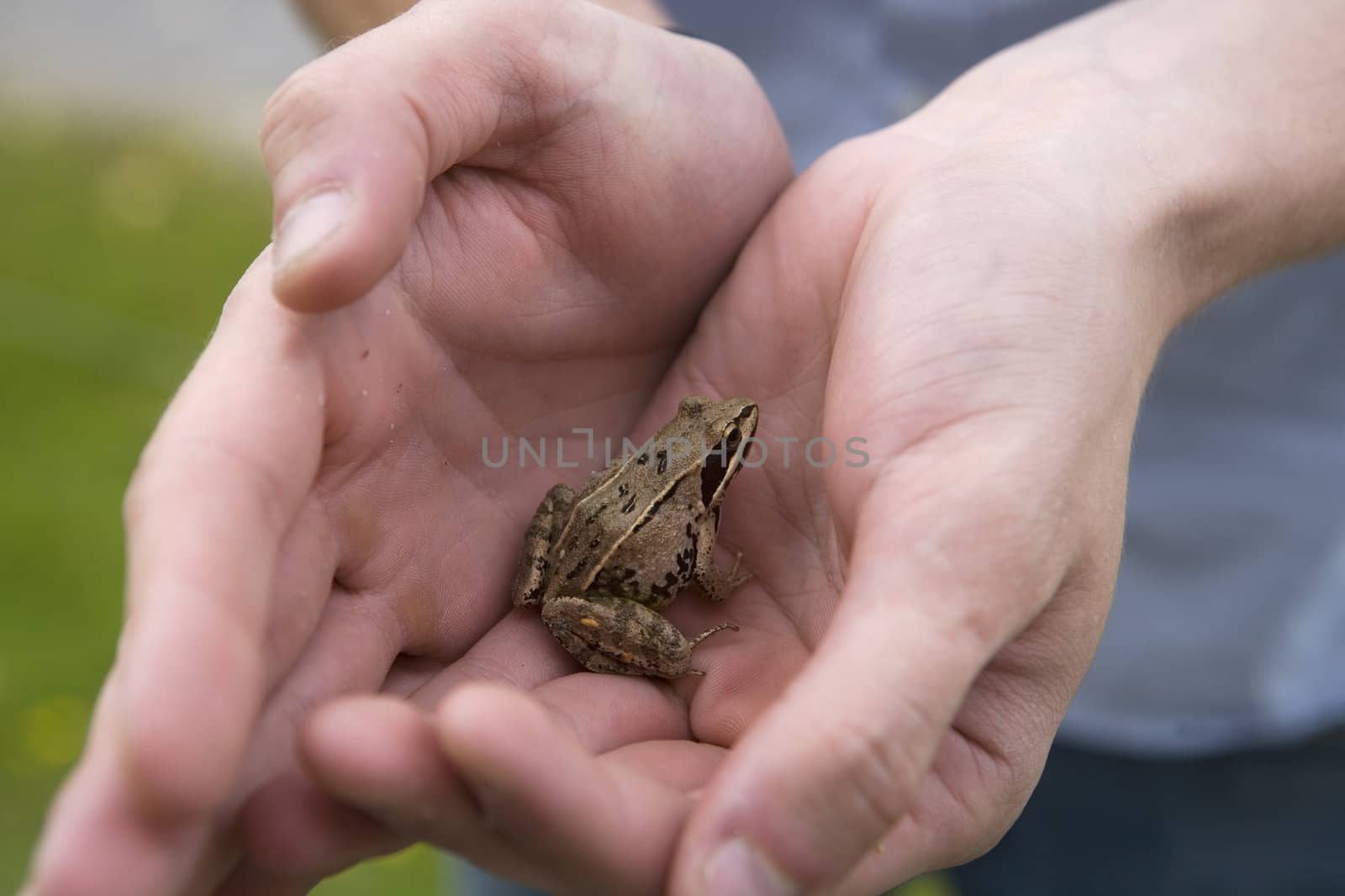 Frog trapped in human hands