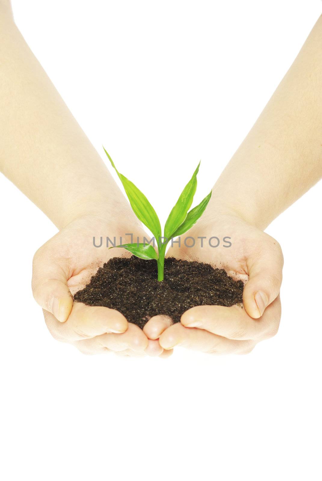 plant in female hands isolated on white background