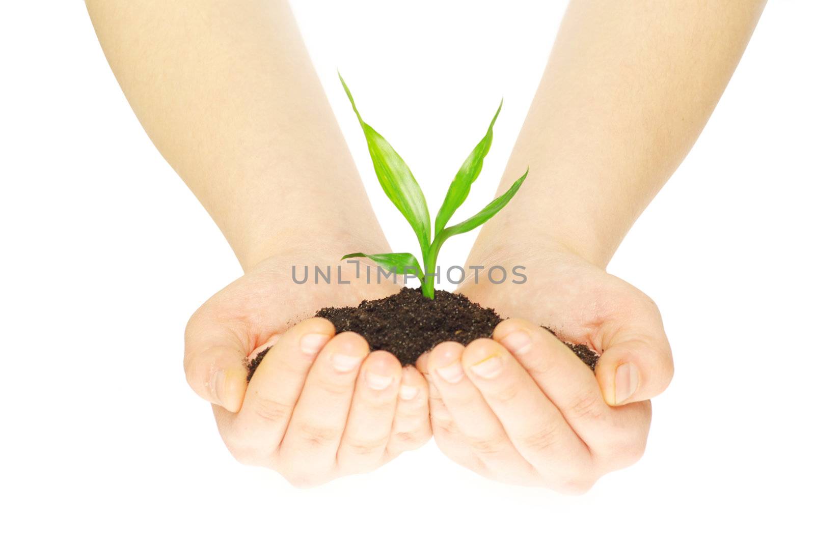 plant in female hands isolated on white background