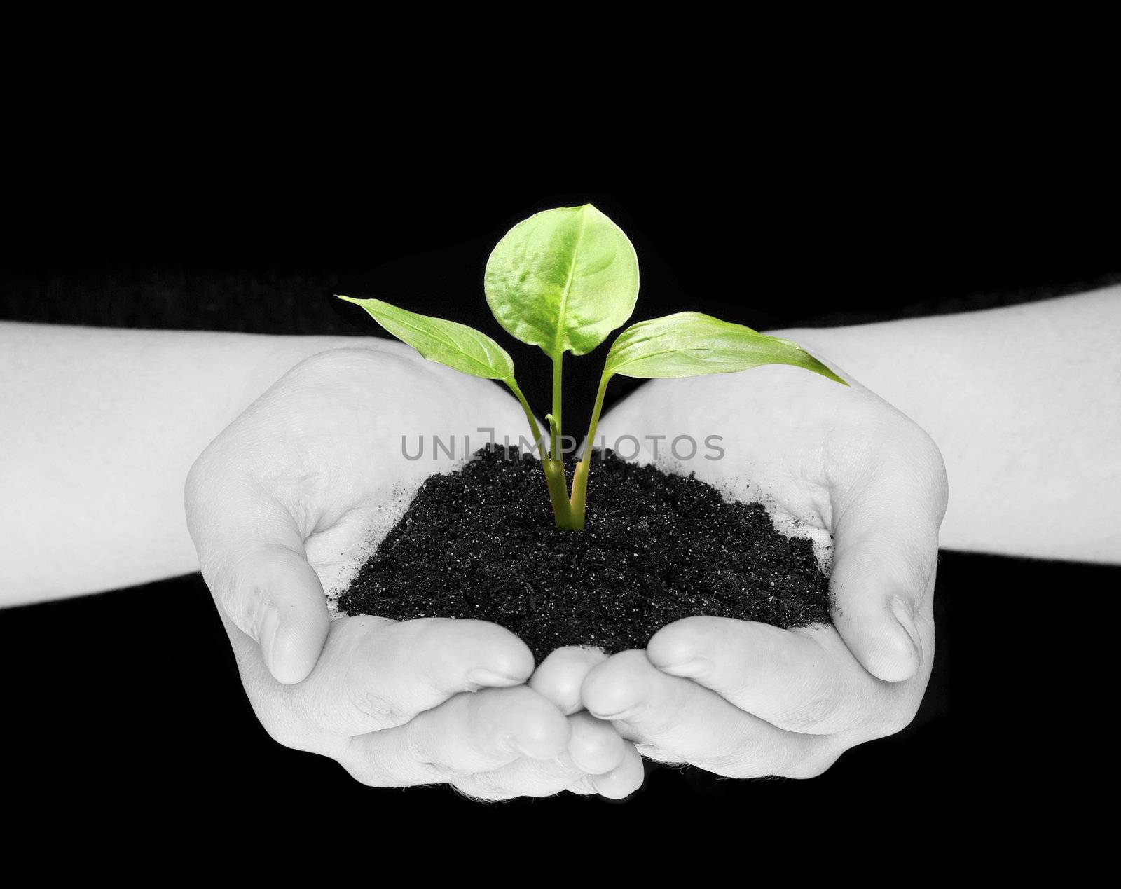 plant in hands isolated on black