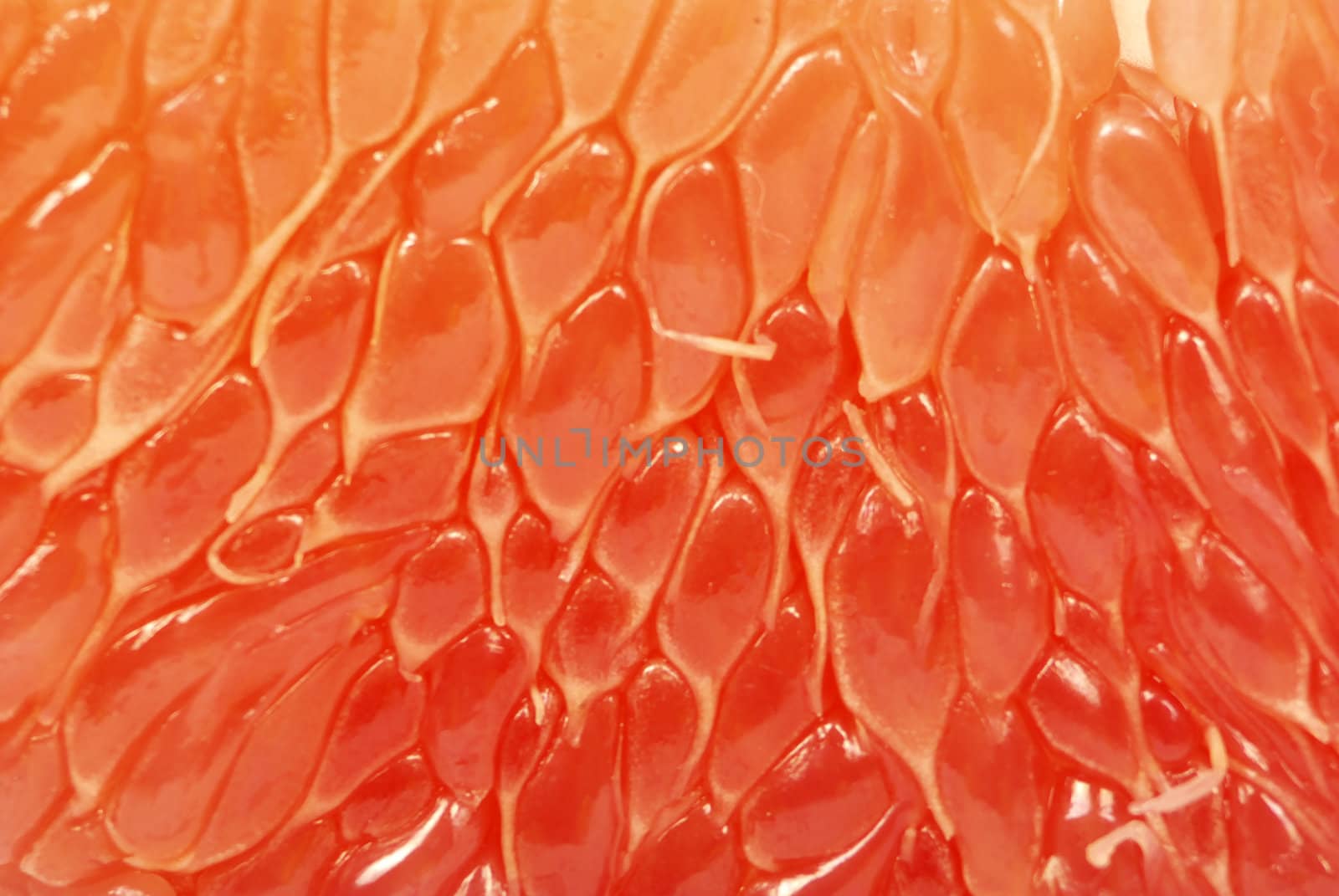 close up fresh halves grapefruit