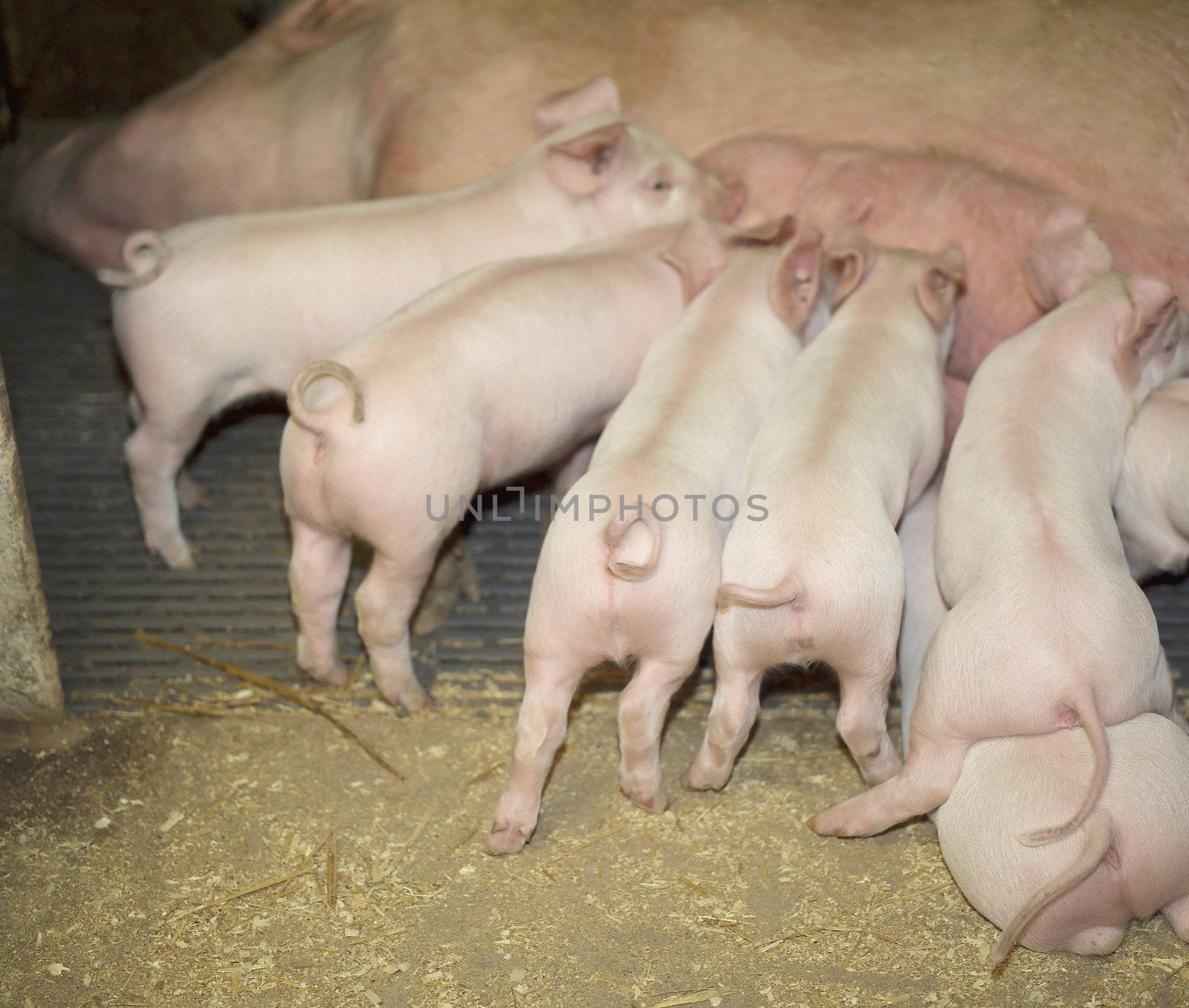 Group of piglets eating at the farm