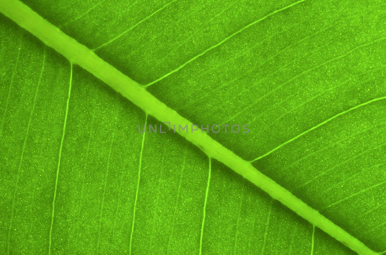 Texture of a green leaf as background