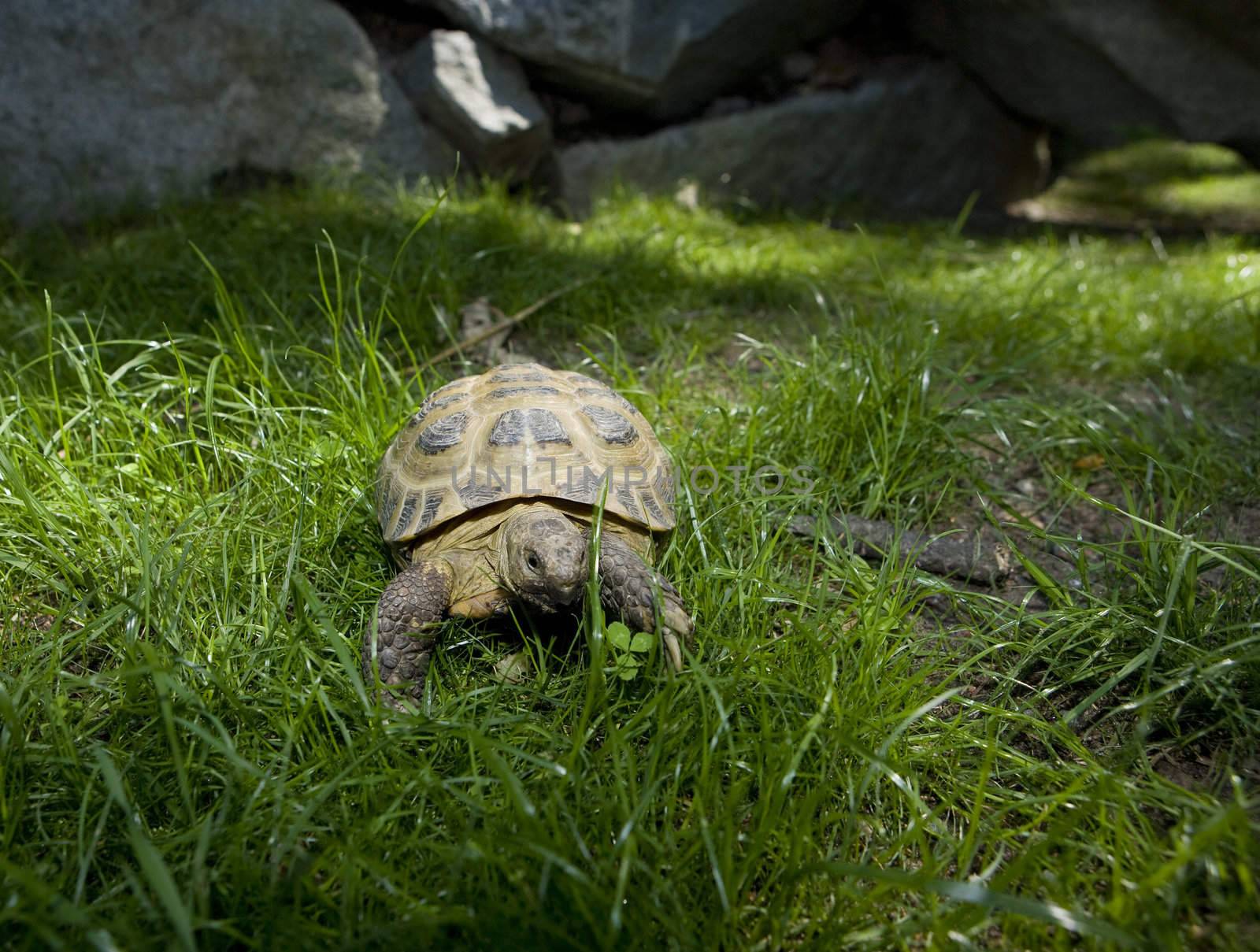 Slow Turtle in the grass