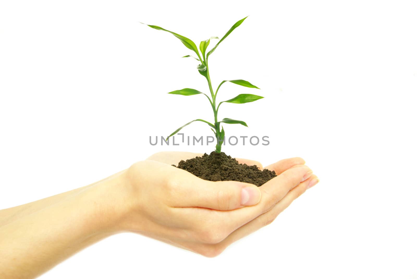 plant in female hands on white background           