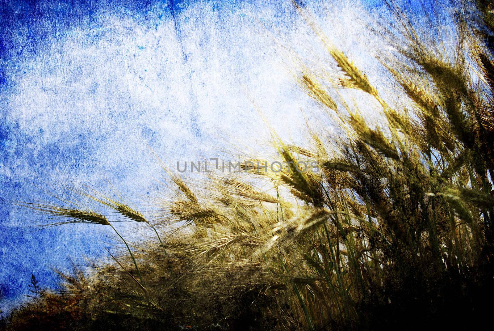 Grunge background with golden wheat in a farm field