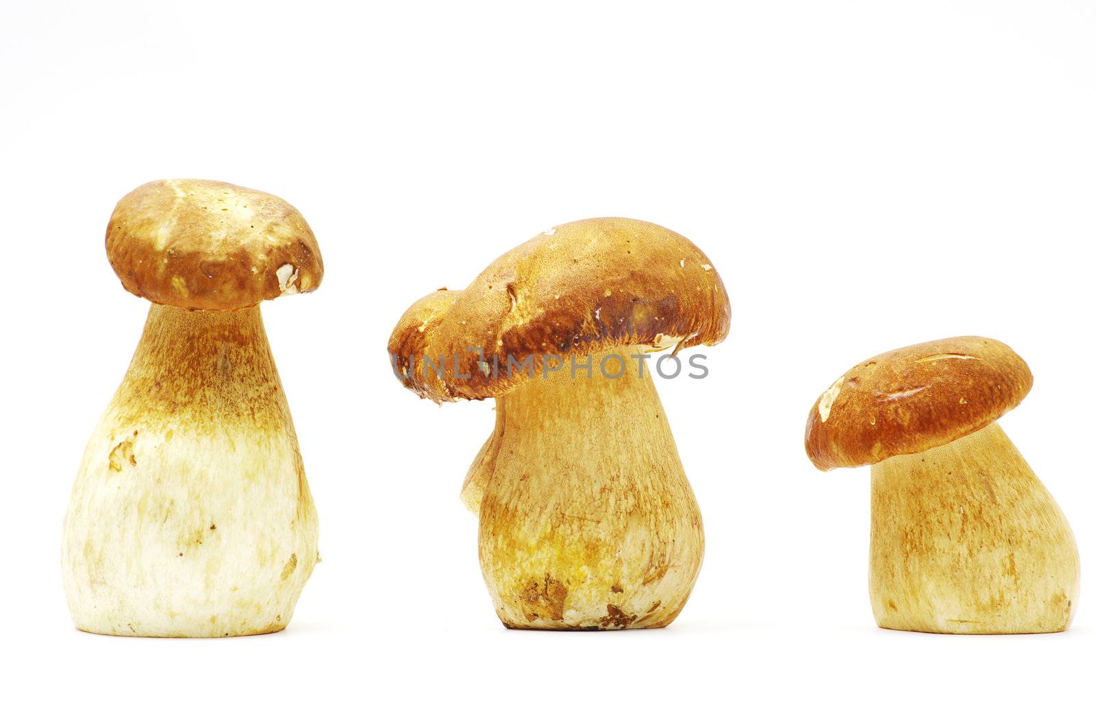 boletus edulis mushrooms on over white background