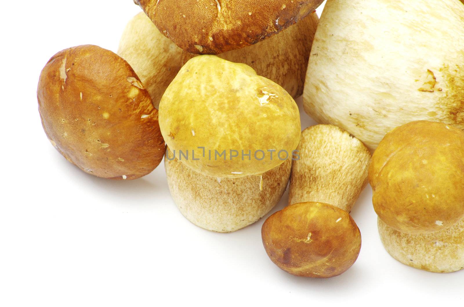 boletus edulis mushrooms on over white background