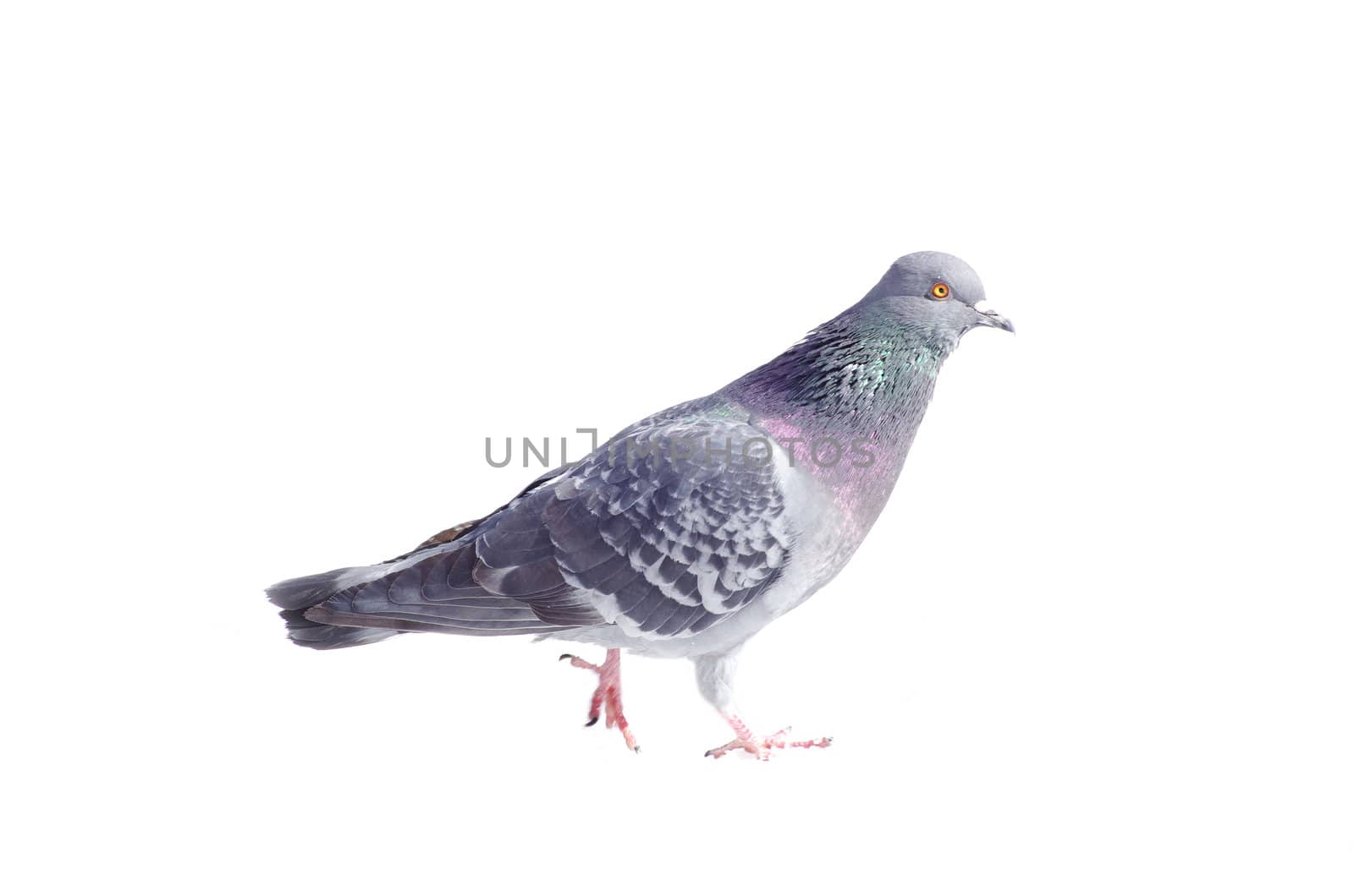 One gray pigeon isolated on white background