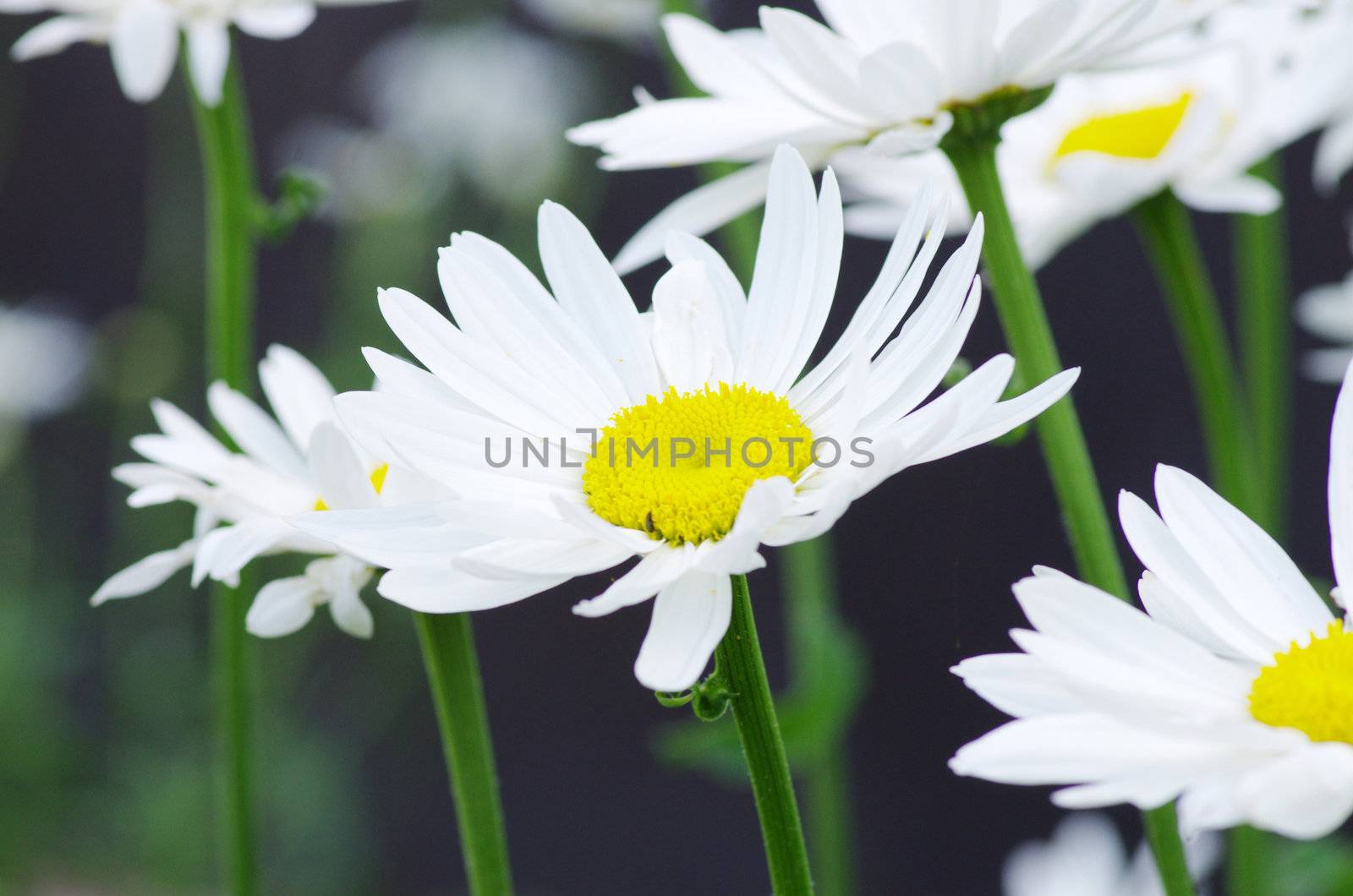 chamomile in a green grass
