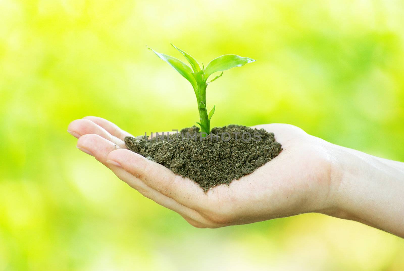 plant in the hand on  green background