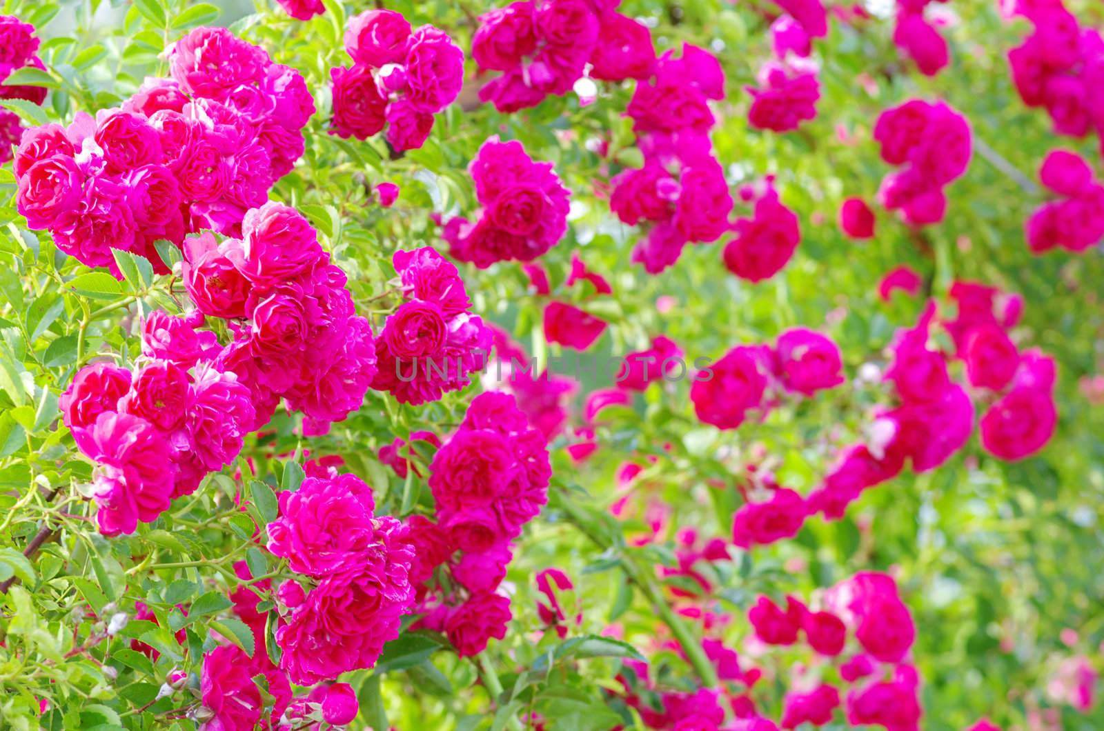roses on a bush in a garden