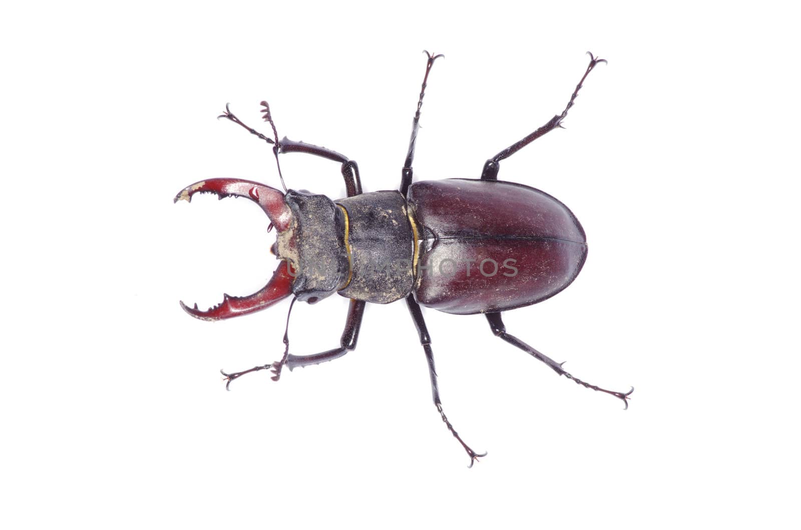Stag beetle on the white background