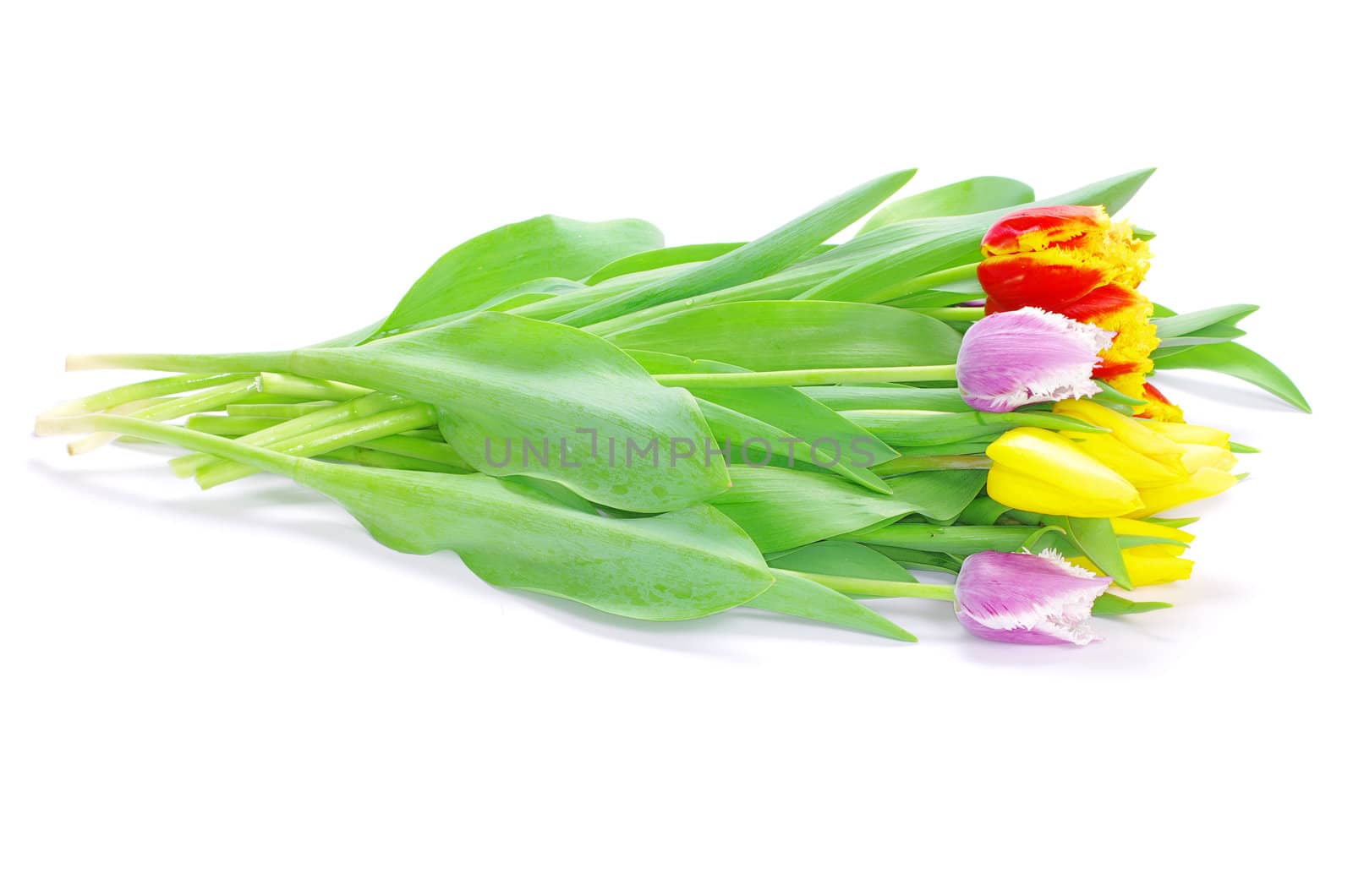 bouquet of the tulips on white background