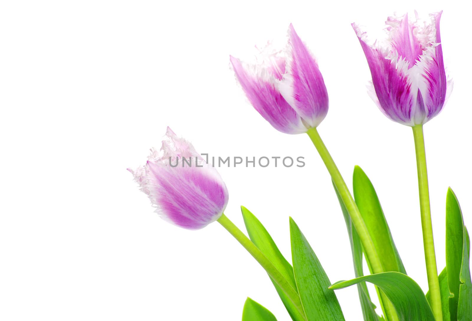 pink tulips on white background 