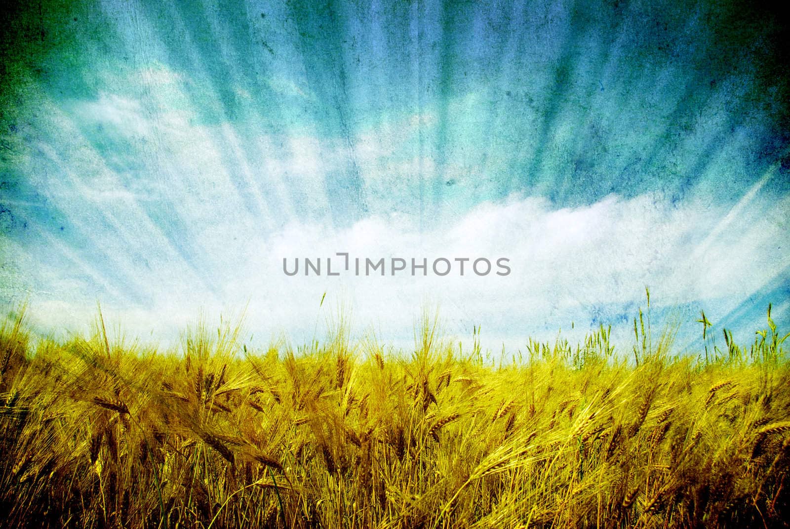 Wheat ears against the blue  sky