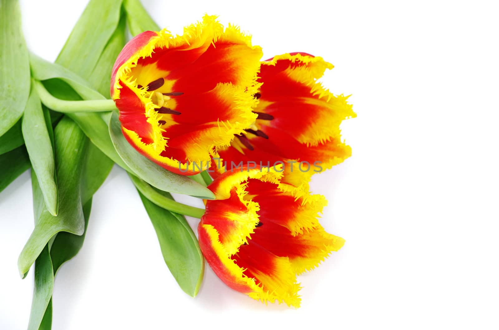 yellow tulip isolated on white