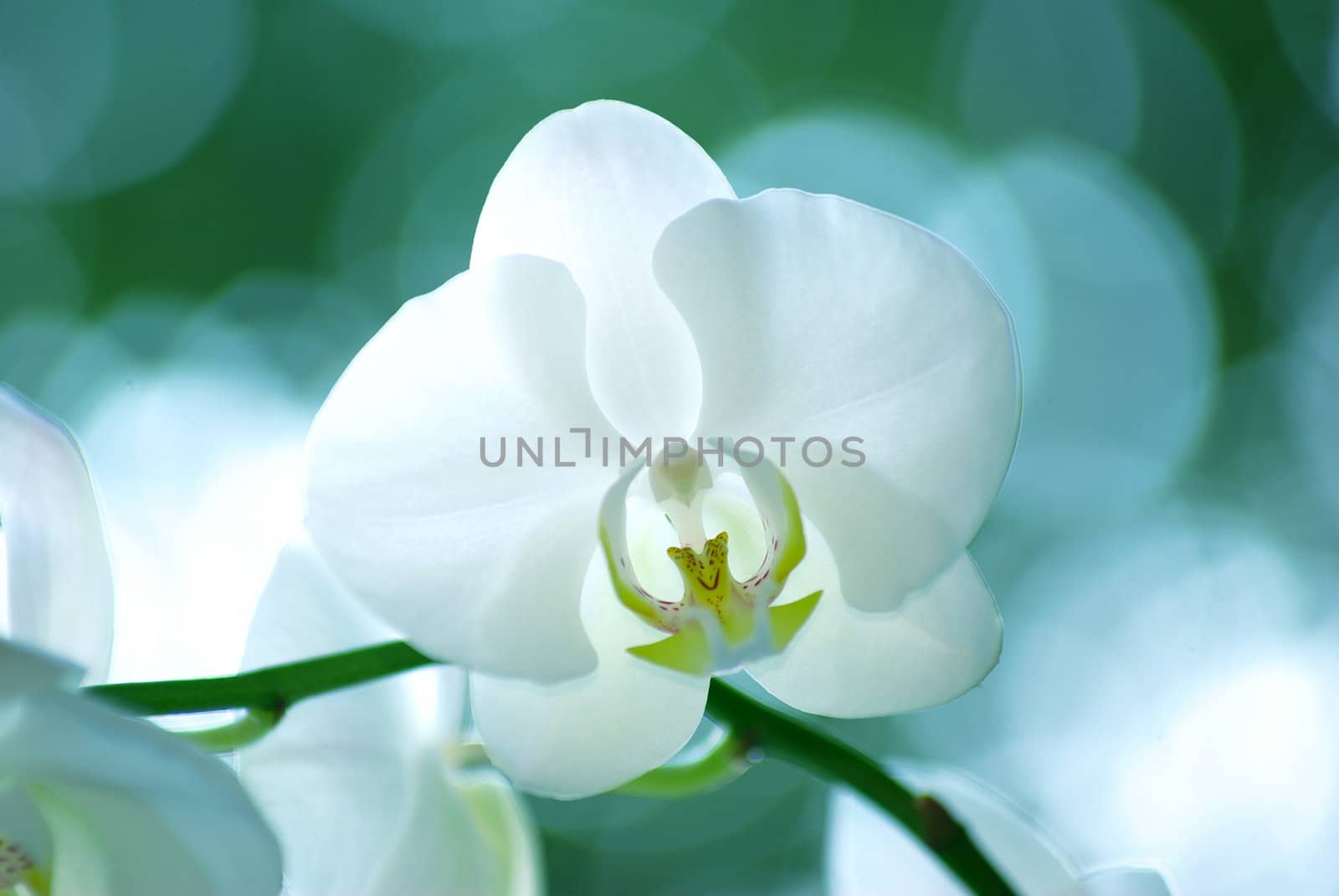 White orchid isolated on green background