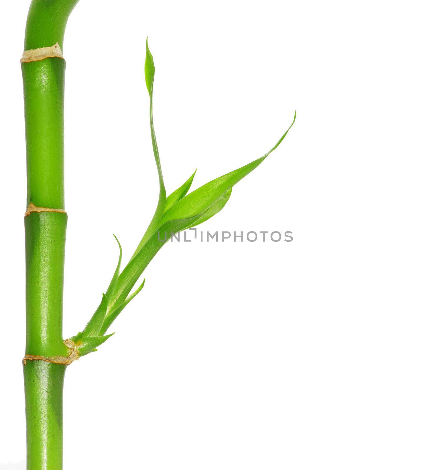 green bamboo  isolated on a white background