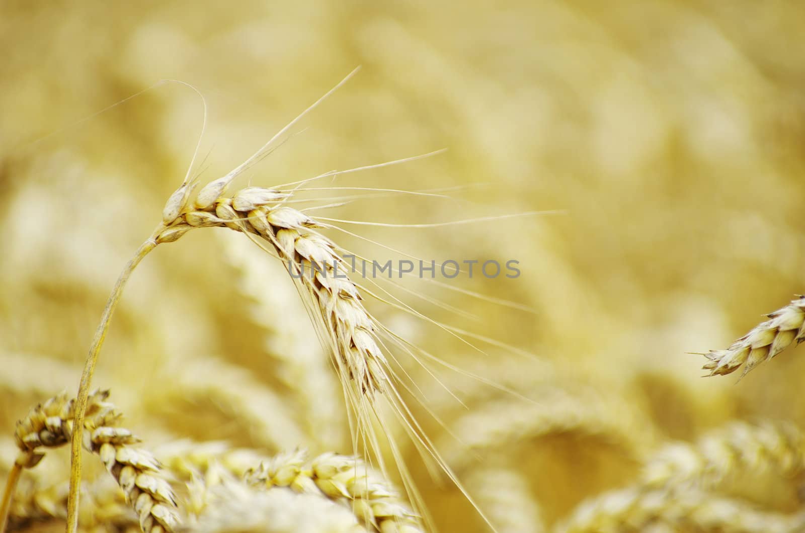 golden wheat field in summer